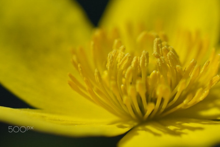 Sony ILCA-77M2 + 90mm F2.8 Macro SSM sample photo. Buttercups photography