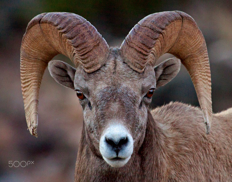 Canon EF 100-400mm F4.5-5.6L IS USM sample photo. Bighorn canyon nra photography