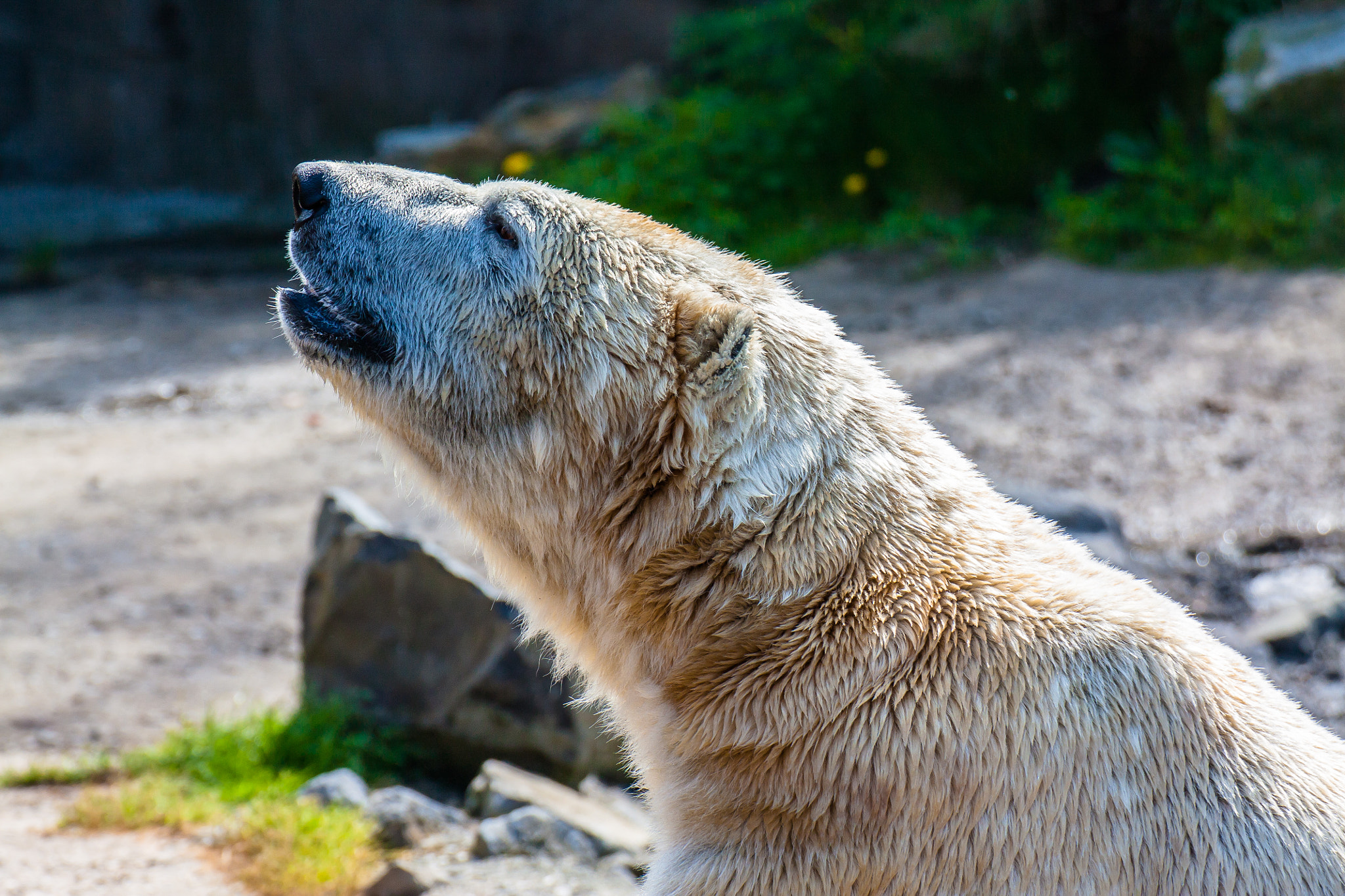 Canon EOS 450D (EOS Rebel XSi / EOS Kiss X2) sample photo. Polar bear photography