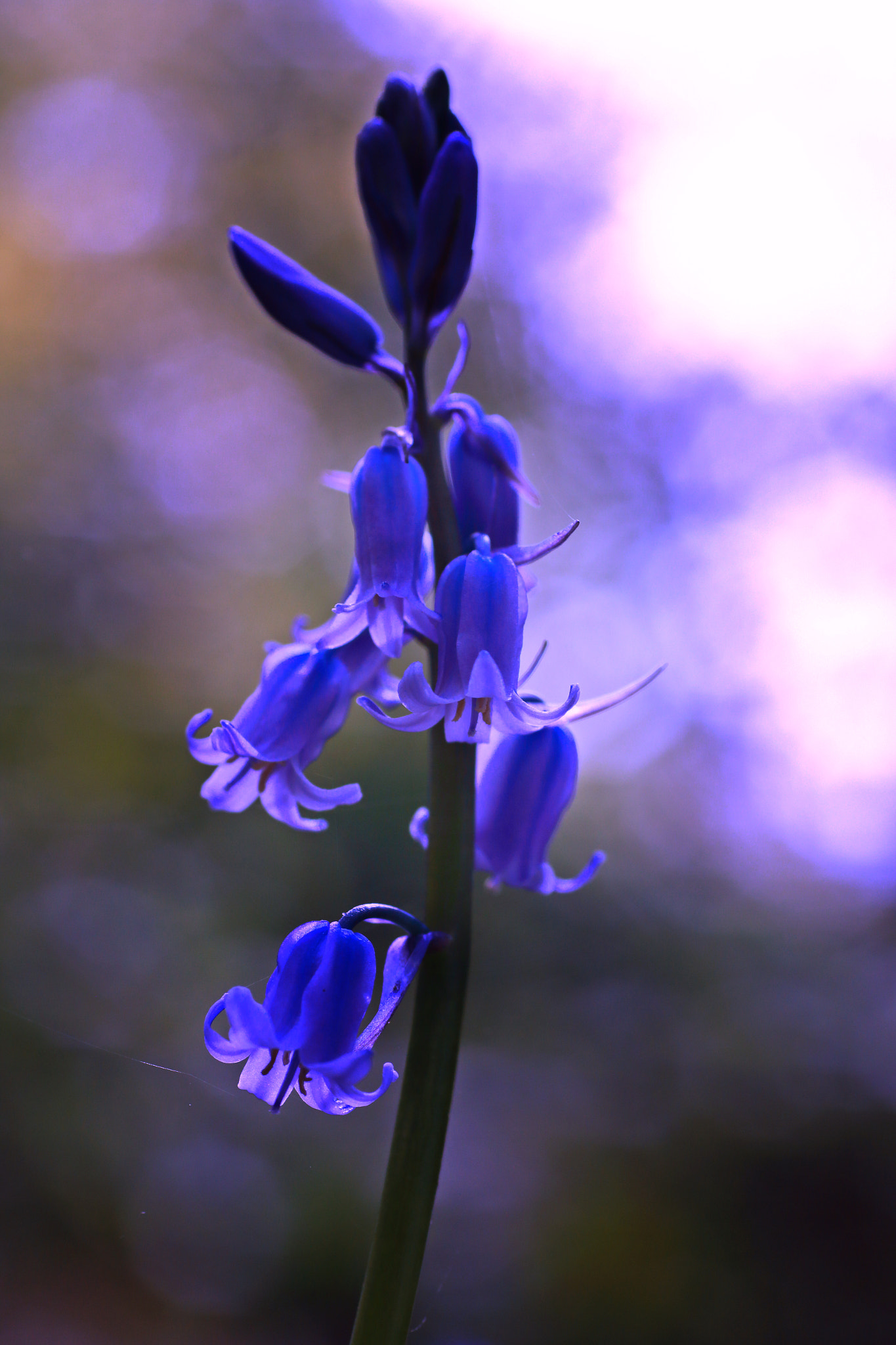 Sigma 70mm F2.8 EX DG Macro sample photo. Tubular bells photography