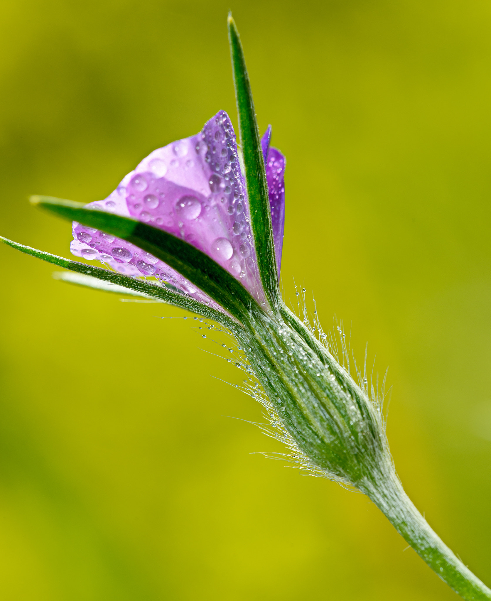 Sigma 150mm F2.8 EX DG Macro HSM sample photo. Alone beauty photography