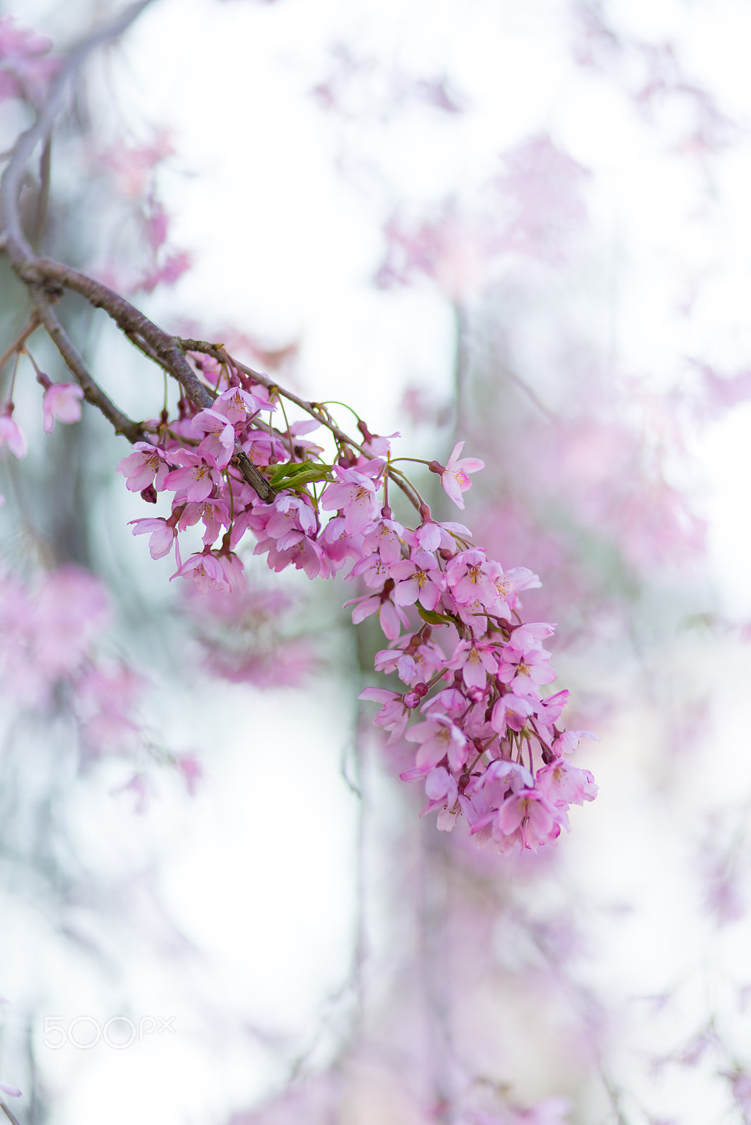 ZEISS Makro-Planar T* 100mm F2 sample photo. The colourful and dreamy cherry blossom photography