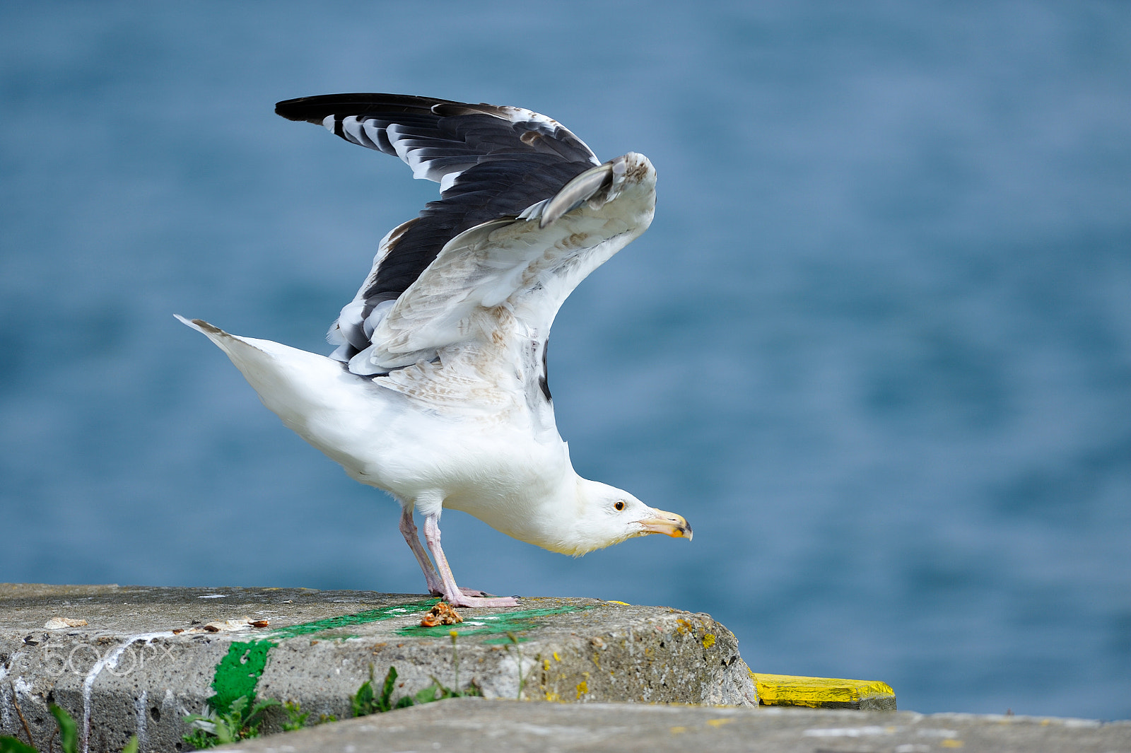 Nikon D700 + Nikon AF-S Nikkor 400mm F2.8G ED VR II sample photo. Seagull on the pier in the harbor ii photography