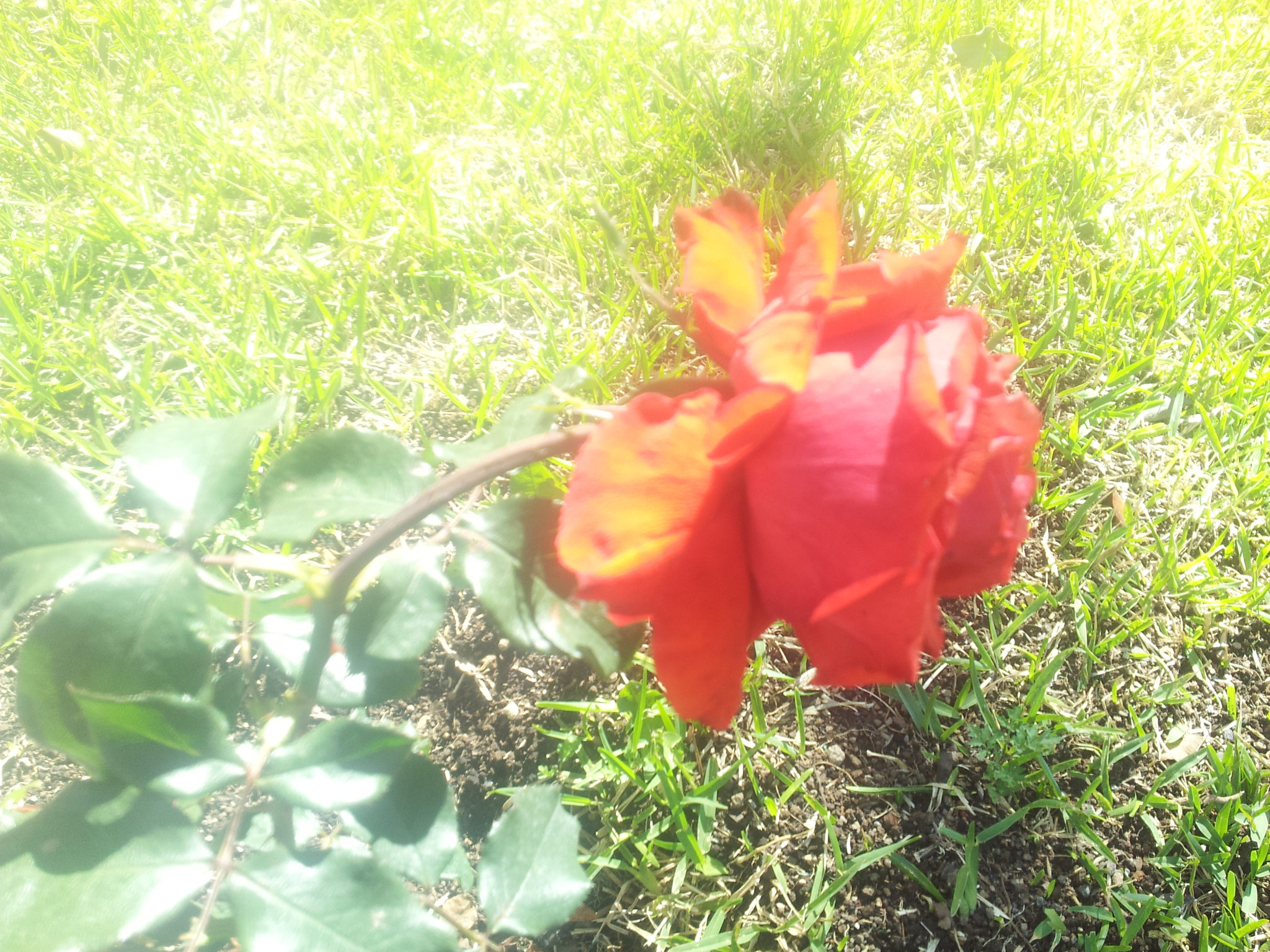 Samsung Galaxy S2 Epic sample photo