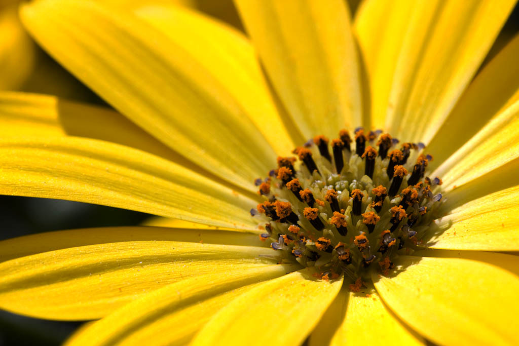 Sigma APO Macro 150mm f/2.8 EX DG HSM sample photo. Sunshine photography