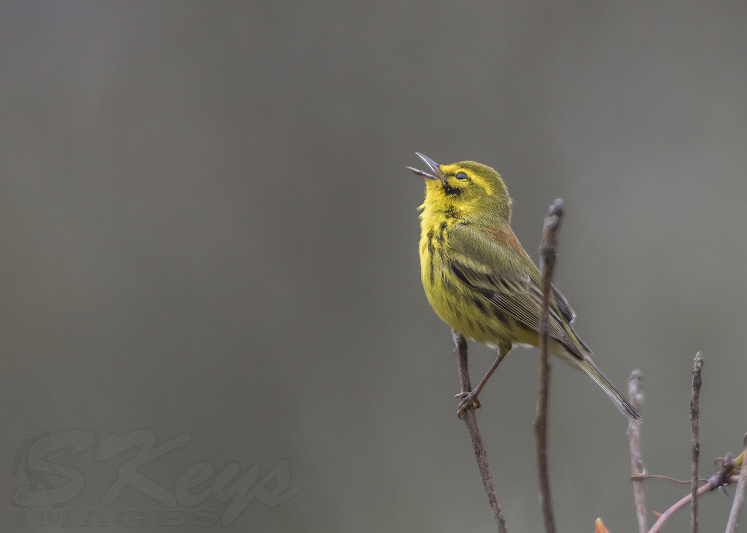 Nikon D7200 + Sigma 500mm F4.5 EX DG HSM sample photo. Slate (prairie warbler) photography