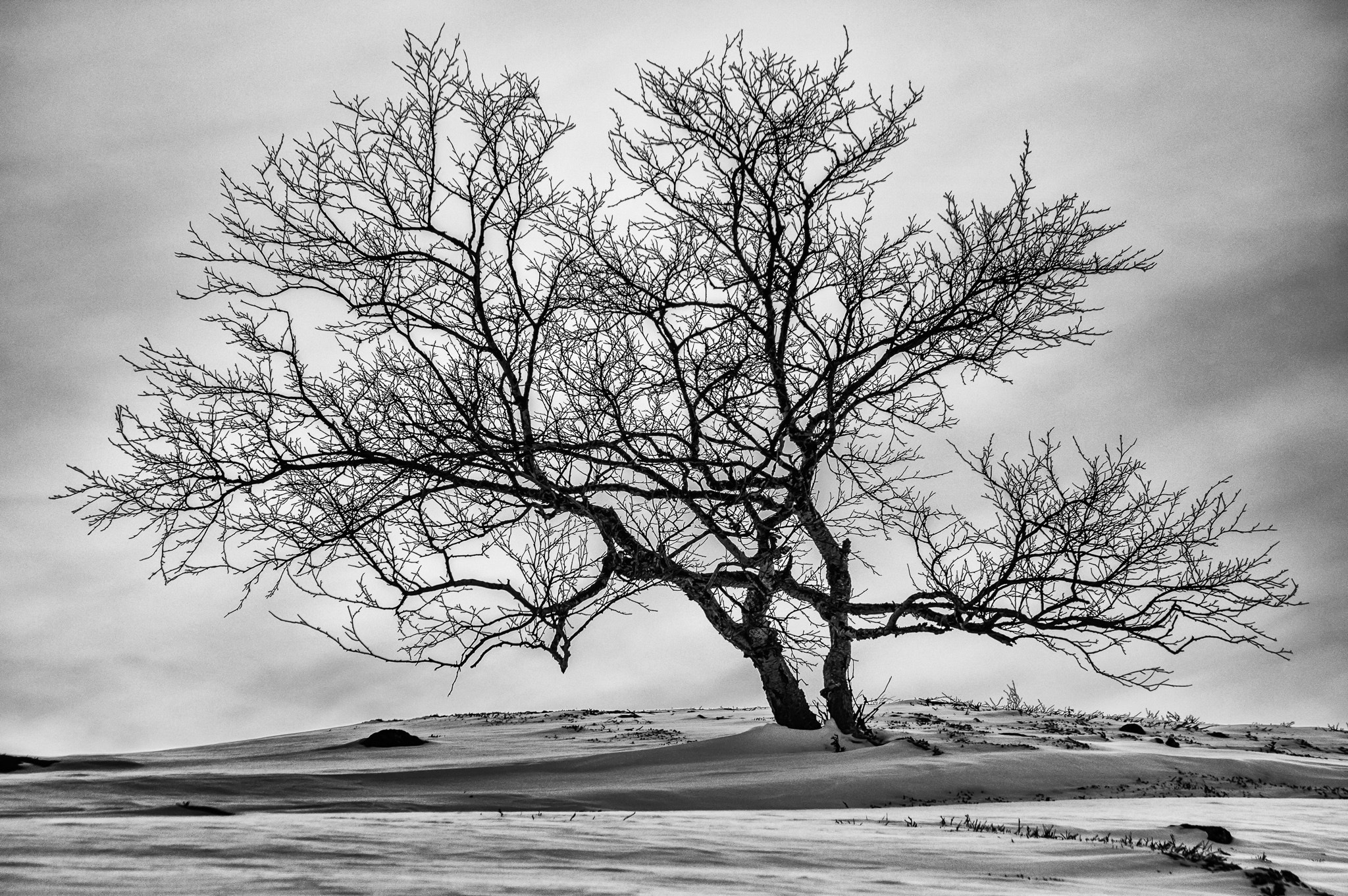 Pentax smc DA 55-300mm F4.0-5.8 ED sample photo. Winter birch photography