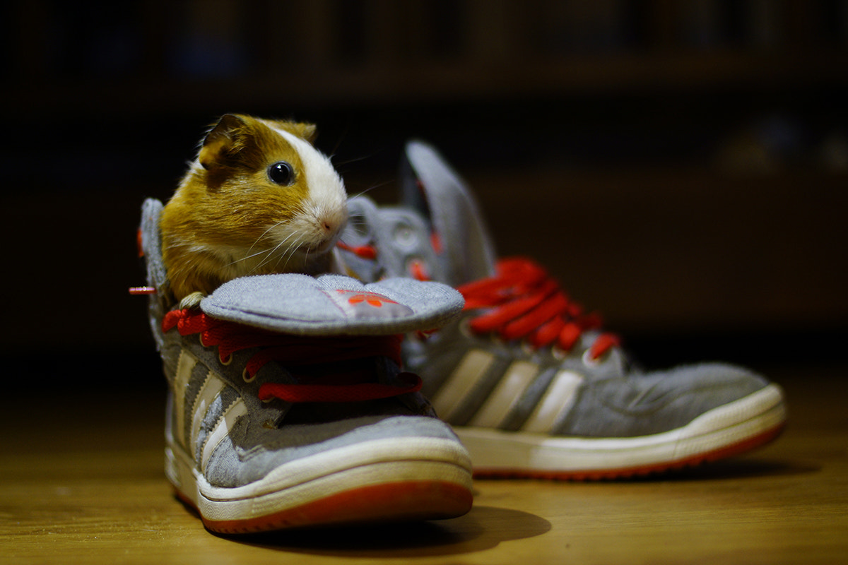 Sony SLT-A77 + Minolta AF 50mm F1.4 [New] sample photo. My little friend photography