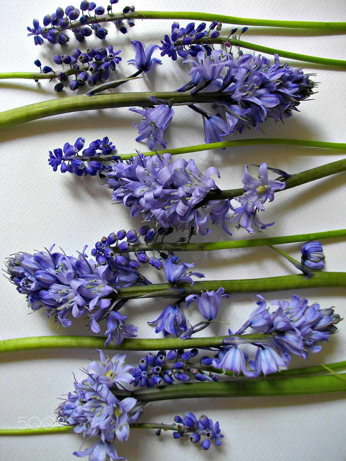 Pentax Optio E60 sample photo. Arranging flowers iii photography