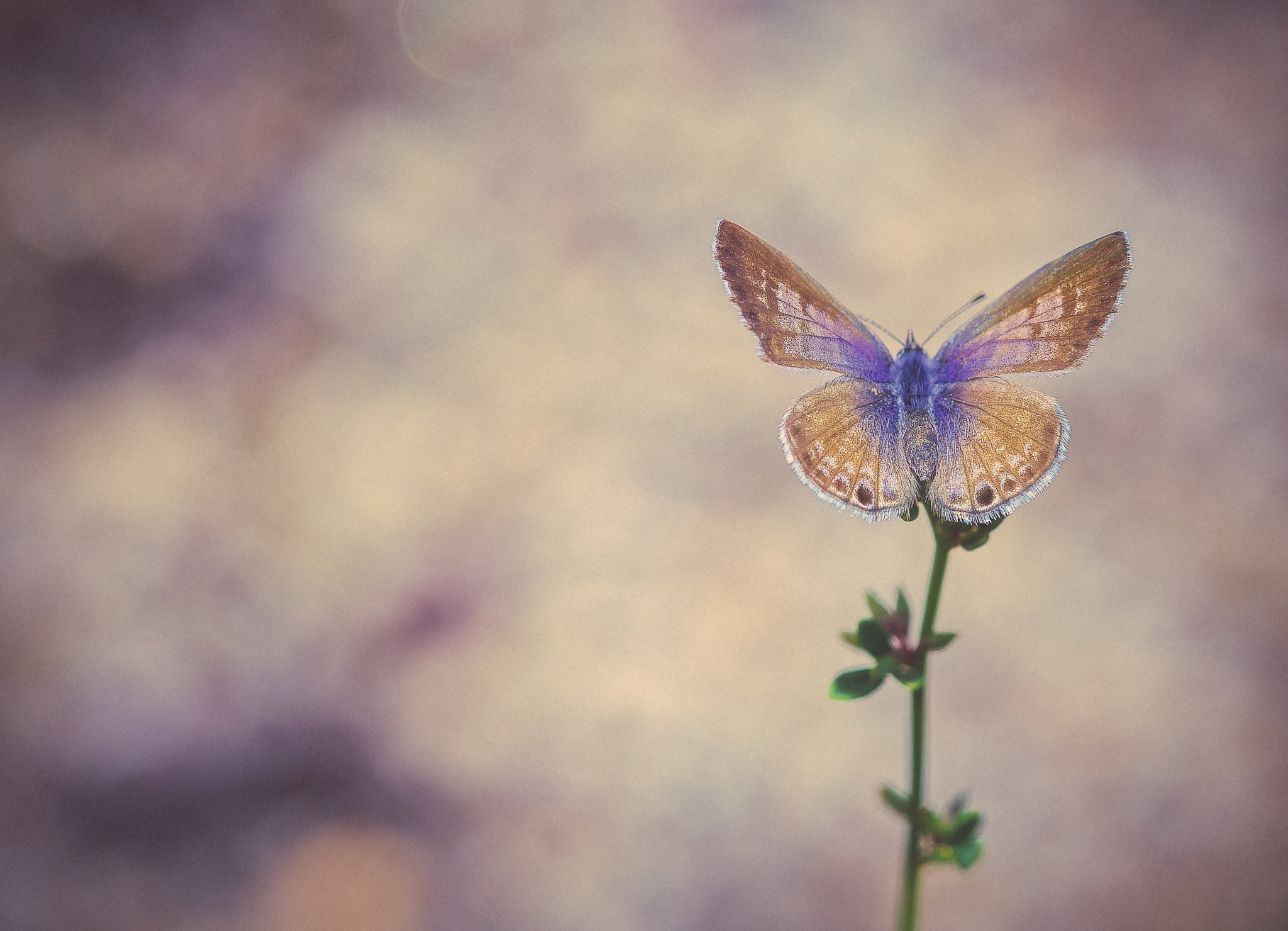 Sony a7R II + Sony FE 90mm F2.8 Macro G OSS sample photo. Marine blue photography