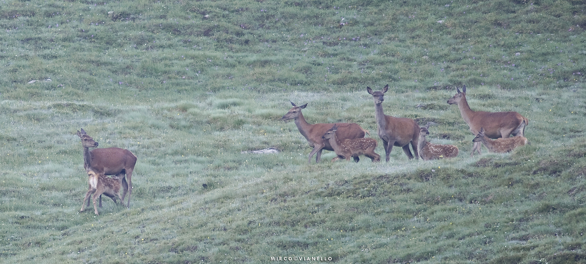 Nikon D3S + Nikon AF-S Nikkor 500mm F4G ED VR sample photo. Four & four photography