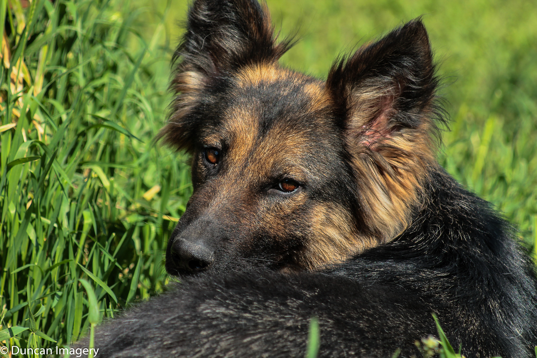 Canon EF 80-200mm F4.5-5.6 II sample photo. Ada photography