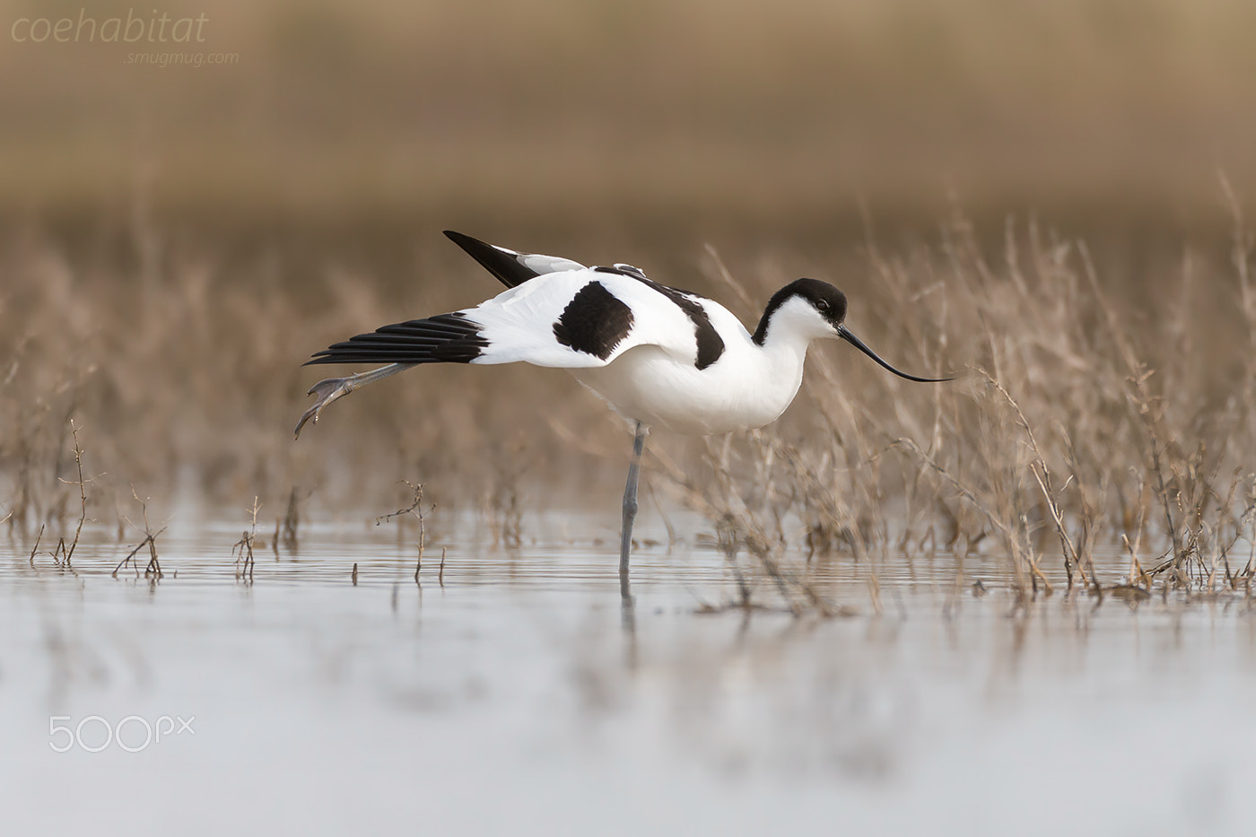 Nikon AF-S Nikkor 200-400mm F4G ED-IF VR sample photo. Avocet aerobics photography