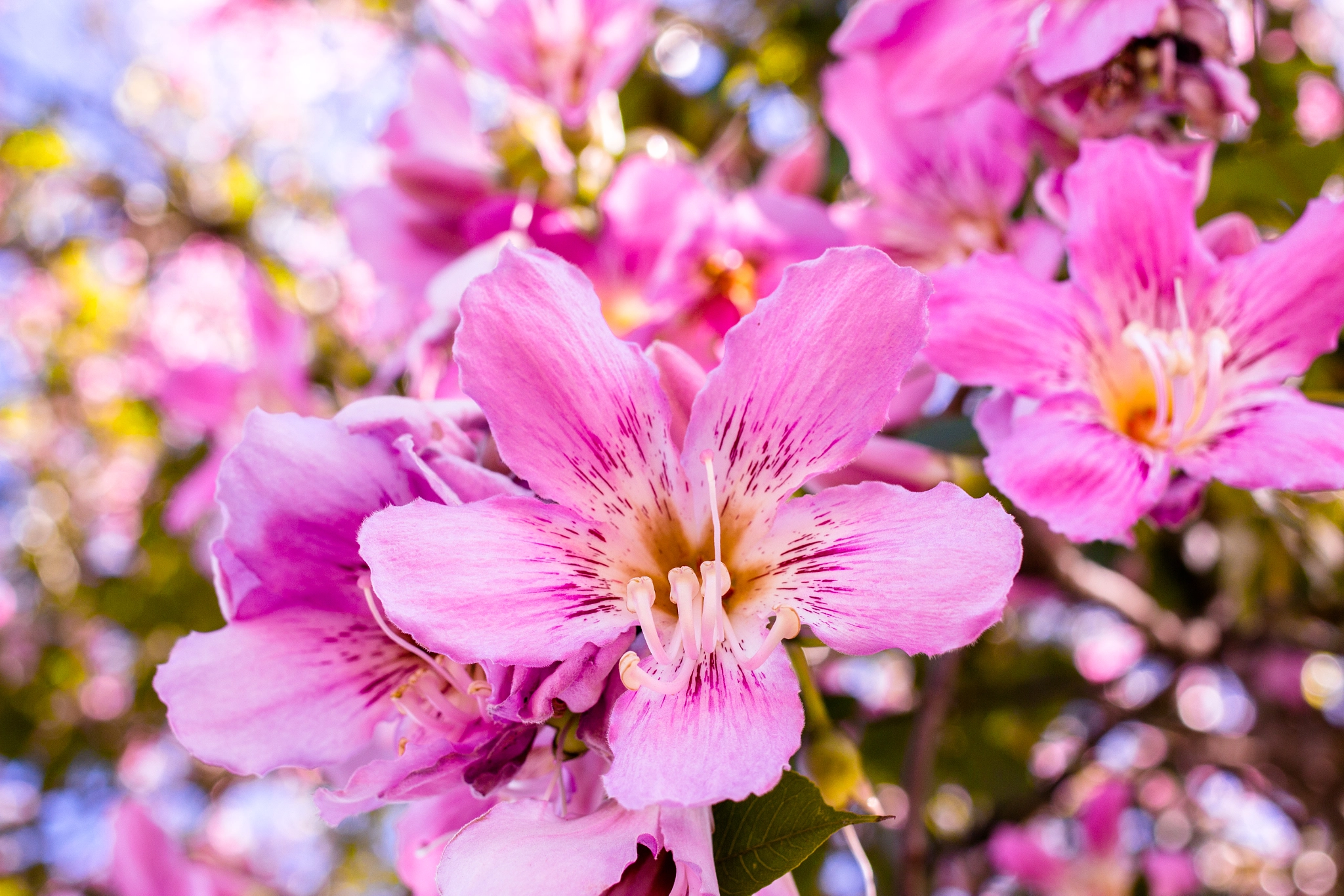 Canon EF 40mm F2.8 STM sample photo. Pink flower photography