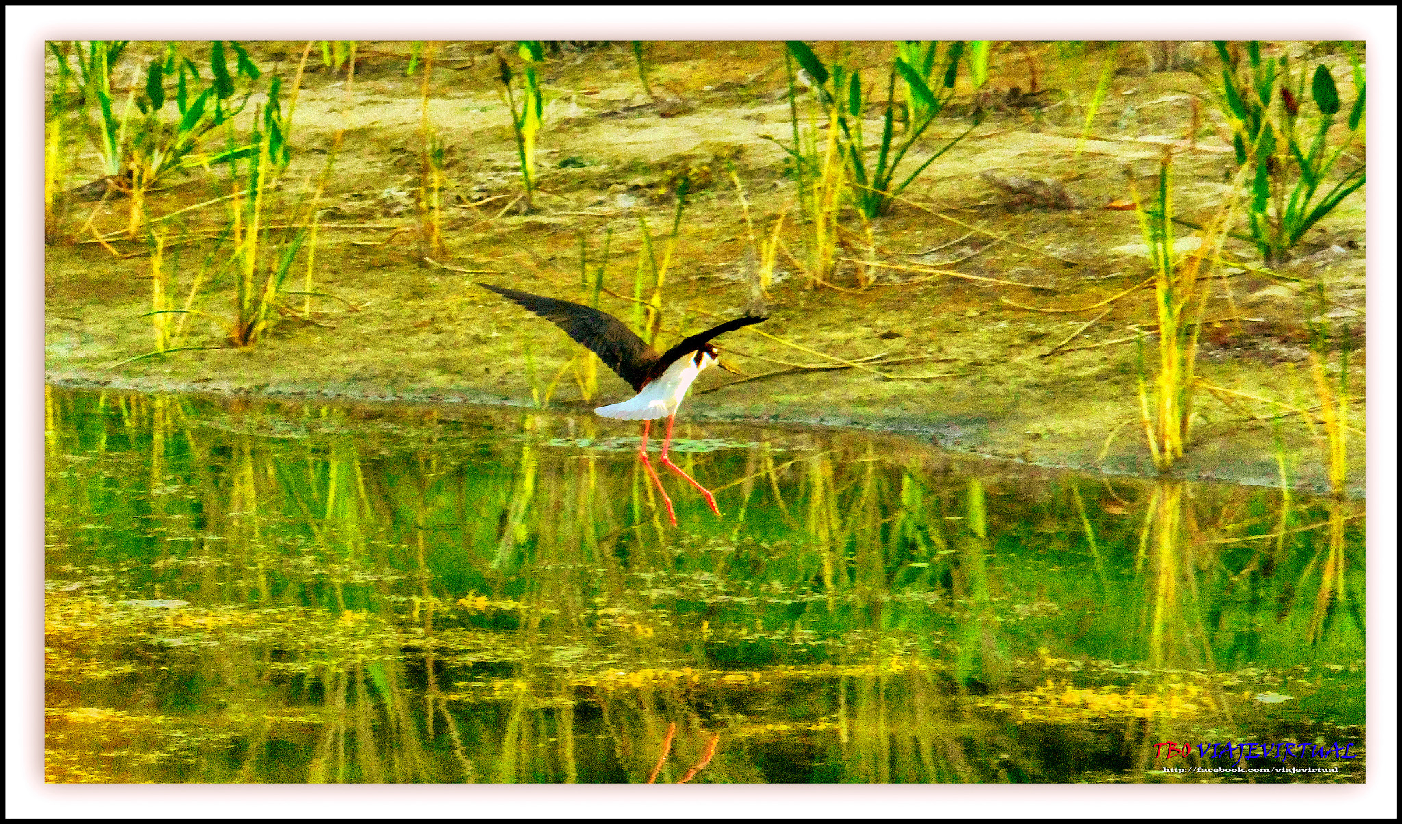 Fujifilm FinePix F850EXR sample photo. Himantopus mexicanus. photography