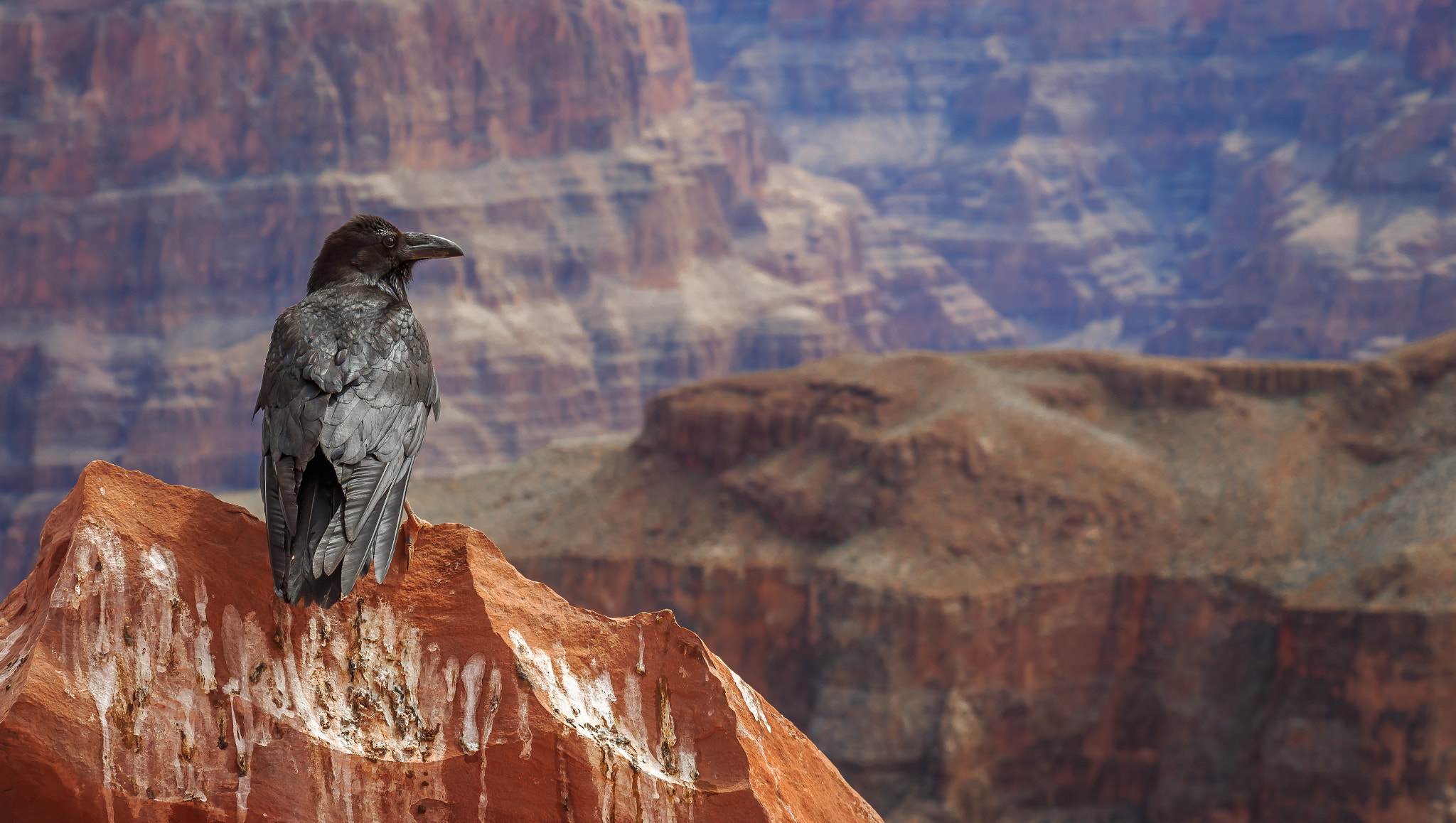 Canon EF-S 18-135mm F3.5-5.6 IS STM sample photo. Guardian of the canyon... photography
