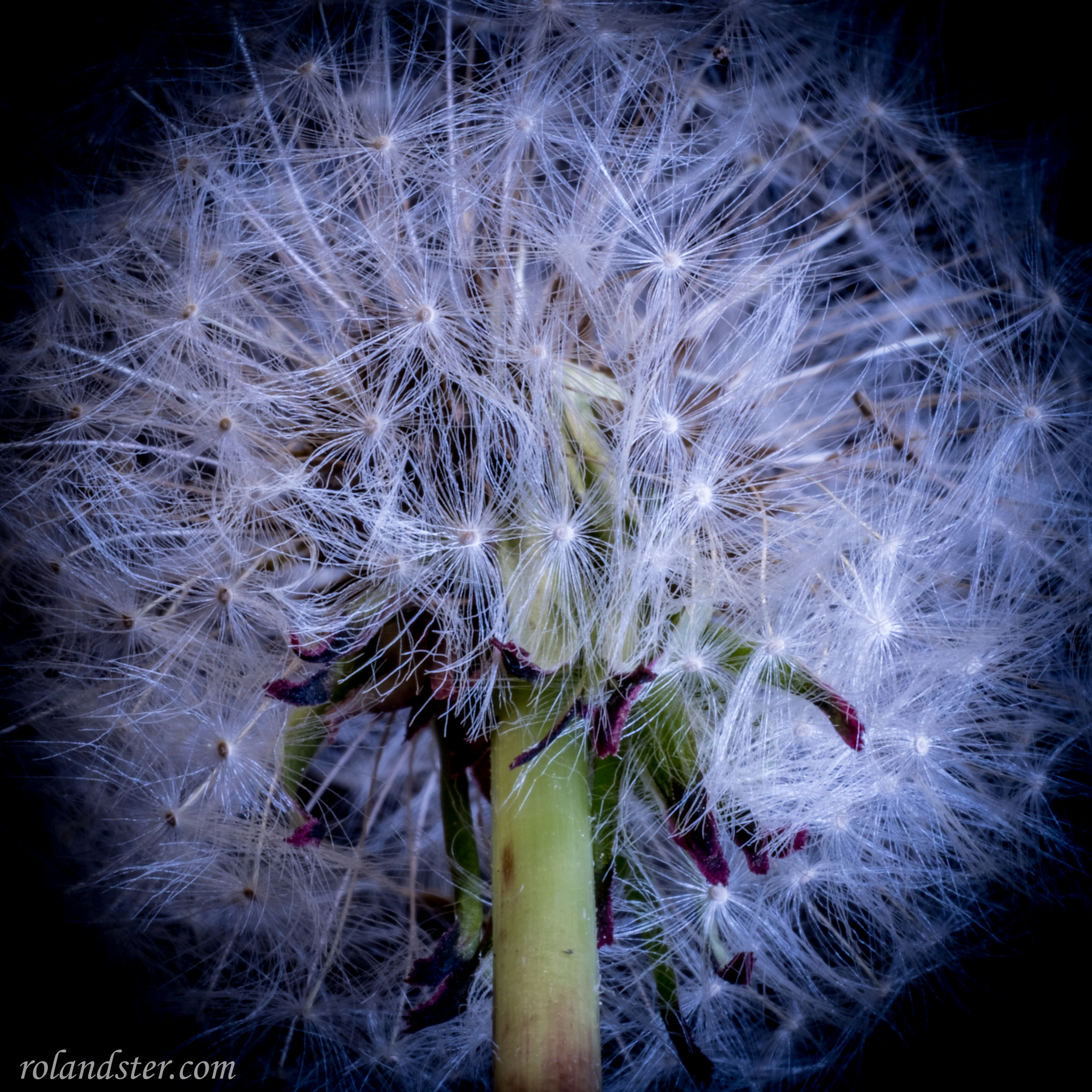 Fujifilm X-Pro2 + Fujifilm XF 60mm F2.4 R Macro sample photo. Magic colors photography