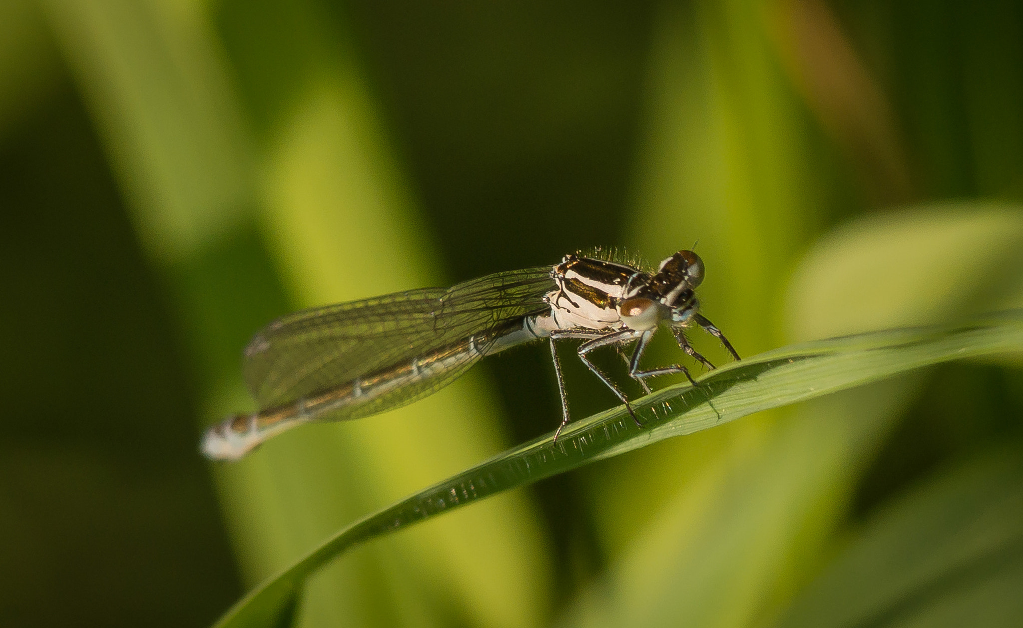 Sigma 150-500mm F5-6.3 DG OS HSM sample photo. Frühe adonislibelle photography