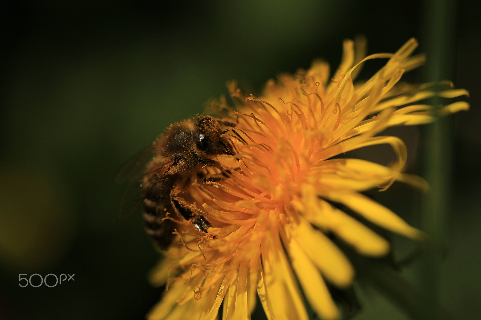 Canon EF-S 60mm F2.8 Macro USM sample photo. Wasp photography