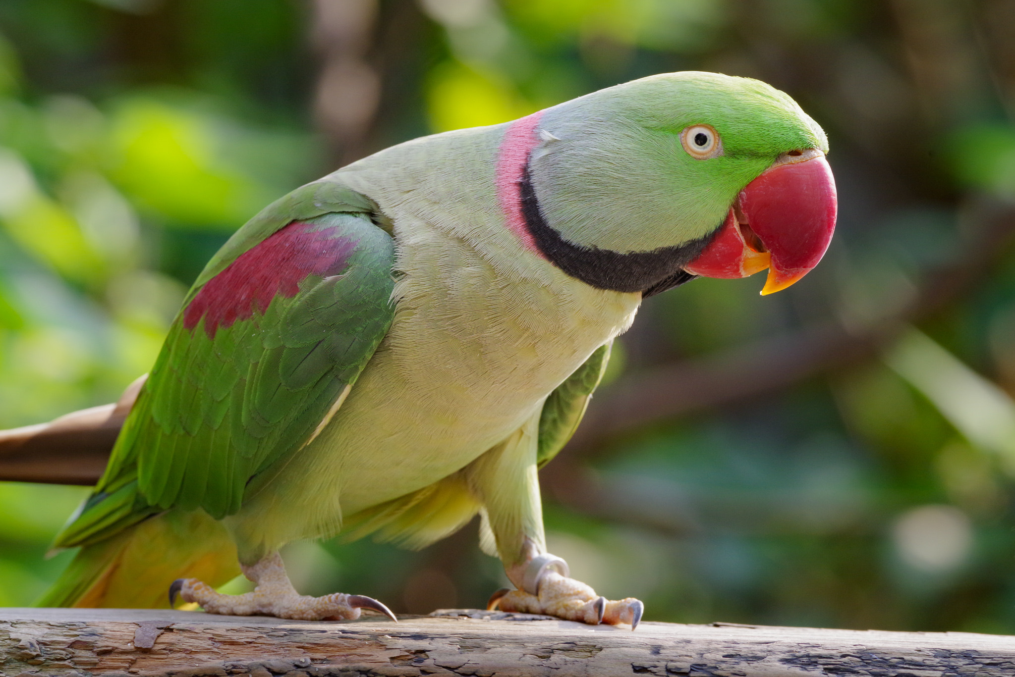 Pentax K-1 + Pentax smc DA* 300mm F4.0 ED (IF) SDM sample photo. Alexandrine parakeet photography