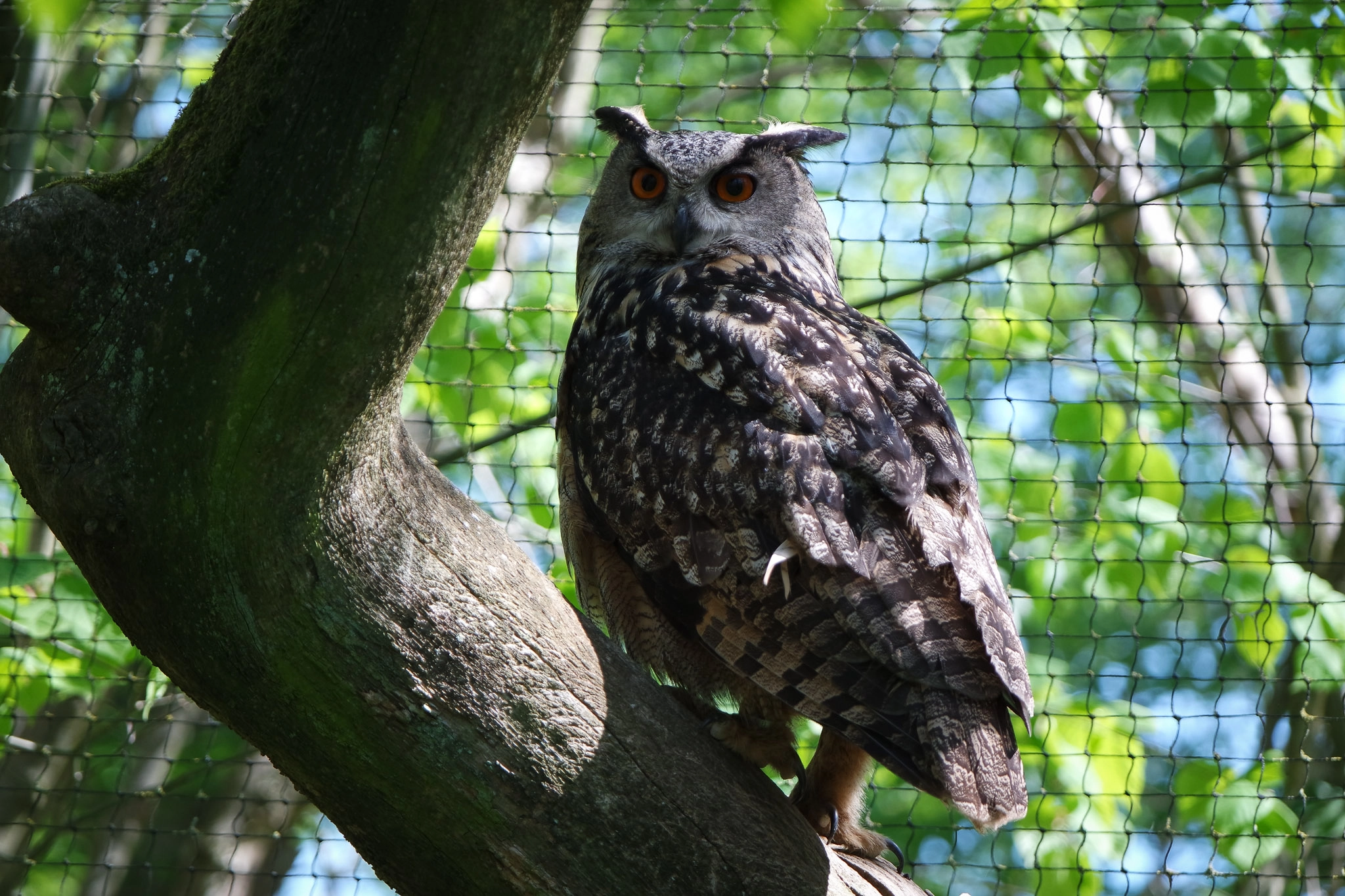 Samsung NX3000 + NX 50-200mm F4-5.6 sample photo. Owl photography
