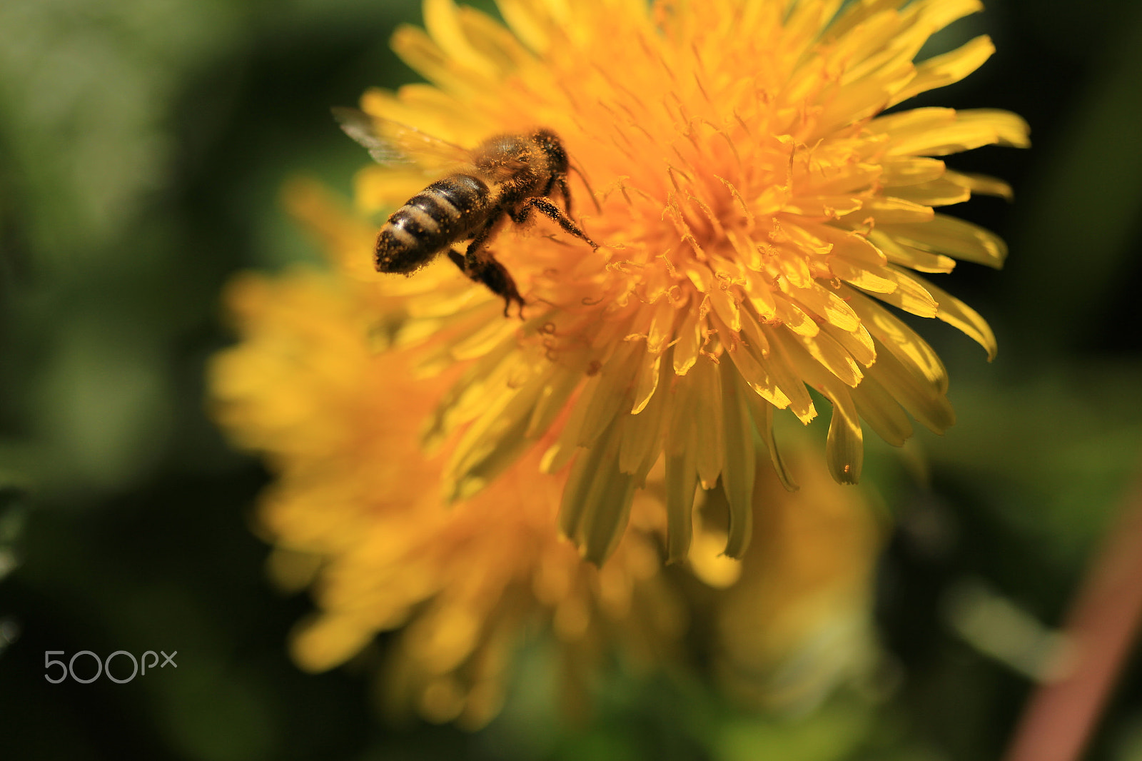 Canon EF-S 60mm F2.8 Macro USM sample photo. Flying wasp photography