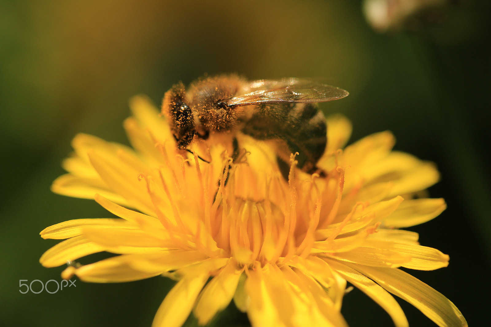 Canon EF-S 60mm F2.8 Macro USM sample photo. Wasp on dandelion photography