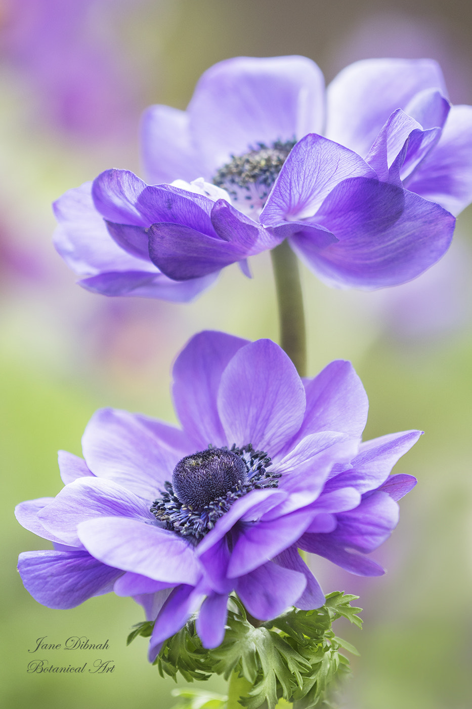 Canon EF 180mm F3.5L Macro USM sample photo. Duet photography