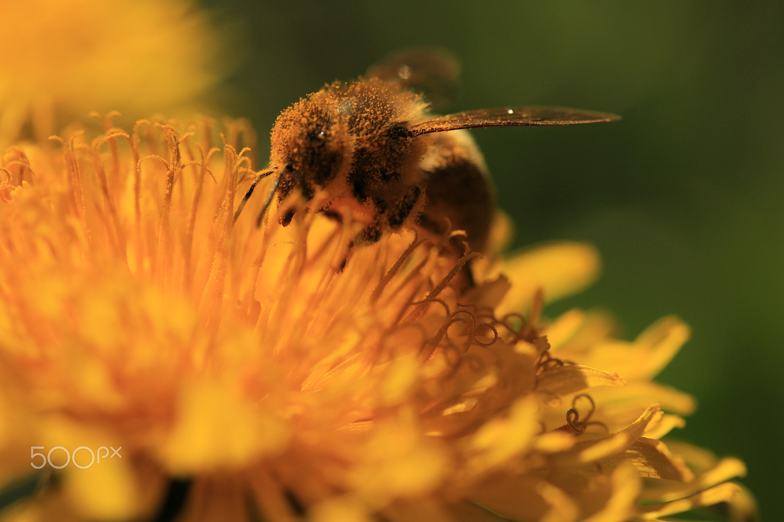 Canon EF-S 60mm F2.8 Macro USM sample photo. Tasty pollen photography