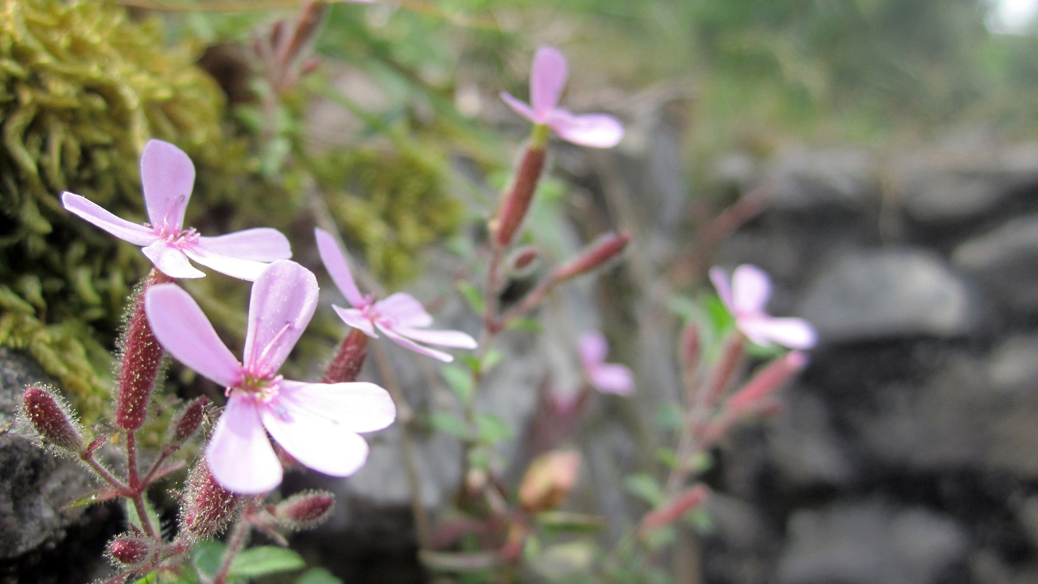 Canon PowerShot SD1400 IS (IXUS 130 / IXY 400F) sample photo. Pink flowers photography