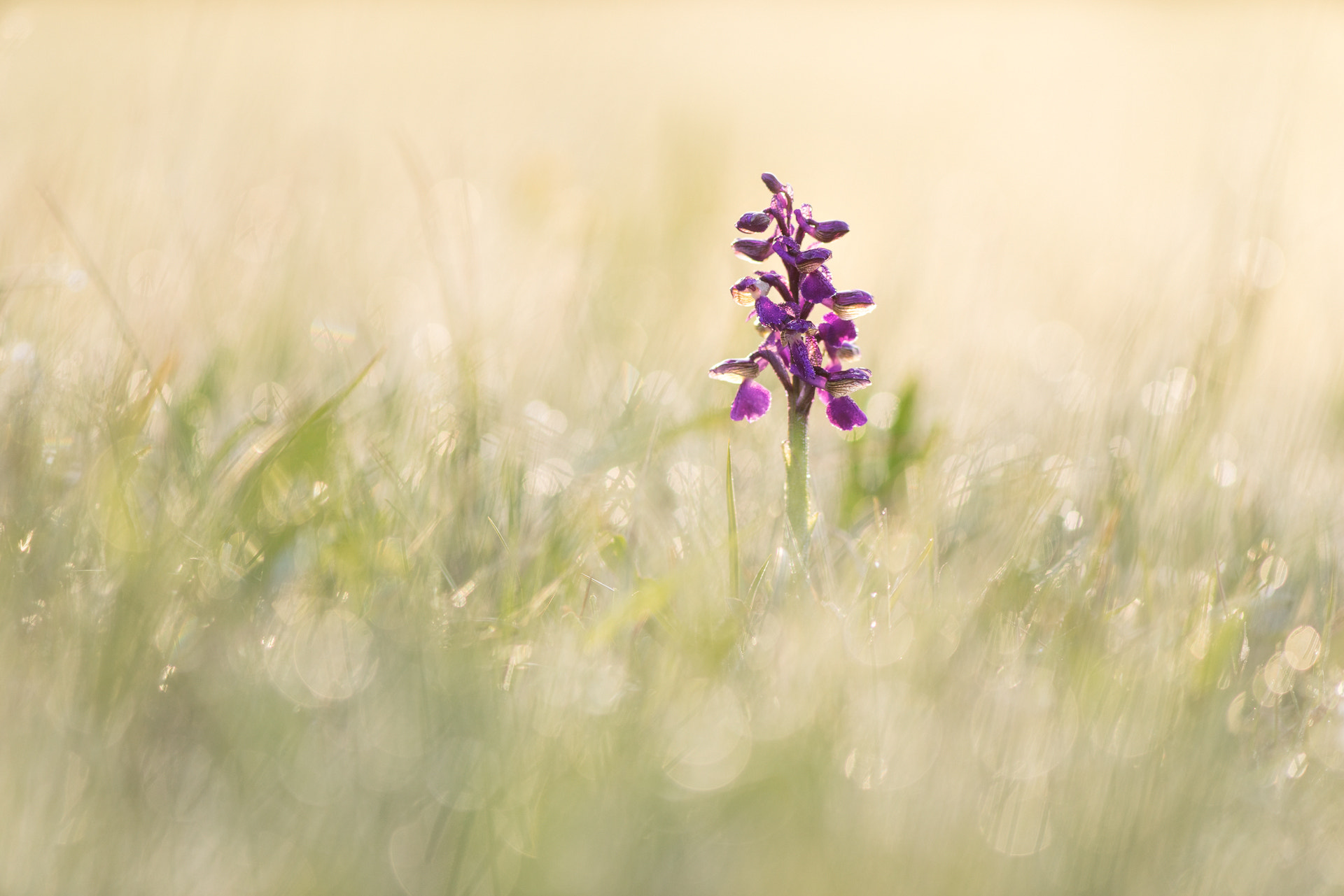 Sony a7R + Minolta AF 28-85mm F3.5-4.5 New sample photo. Anacamptis dream photography