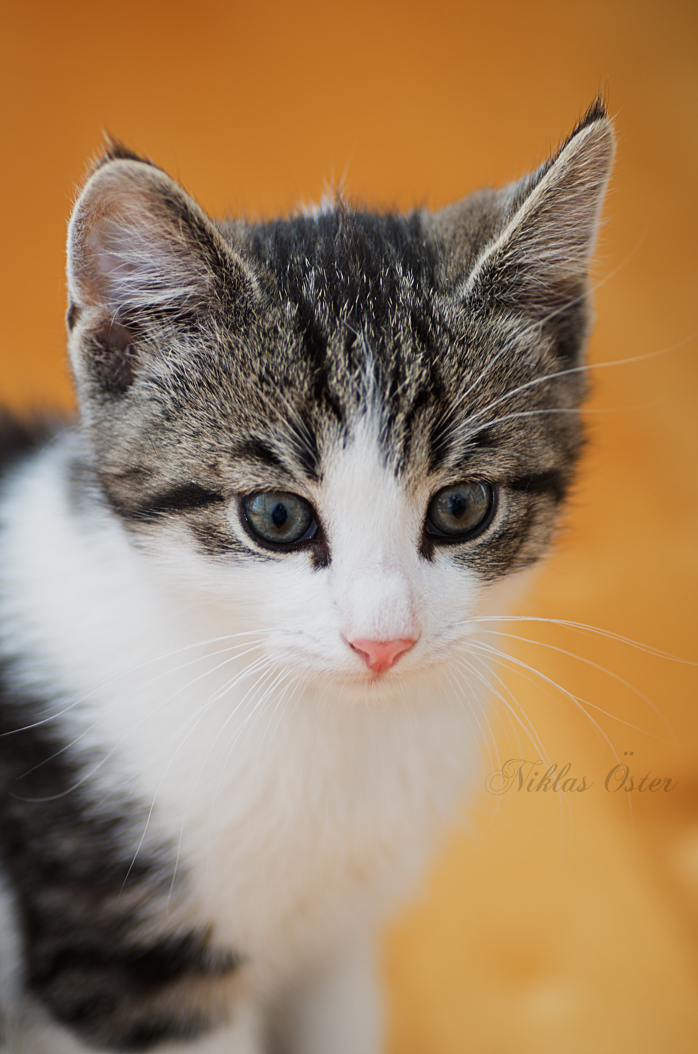 Pentax K-50 + Tamron SP AF 90mm F2.8 Di Macro sample photo. Frans 2... photography