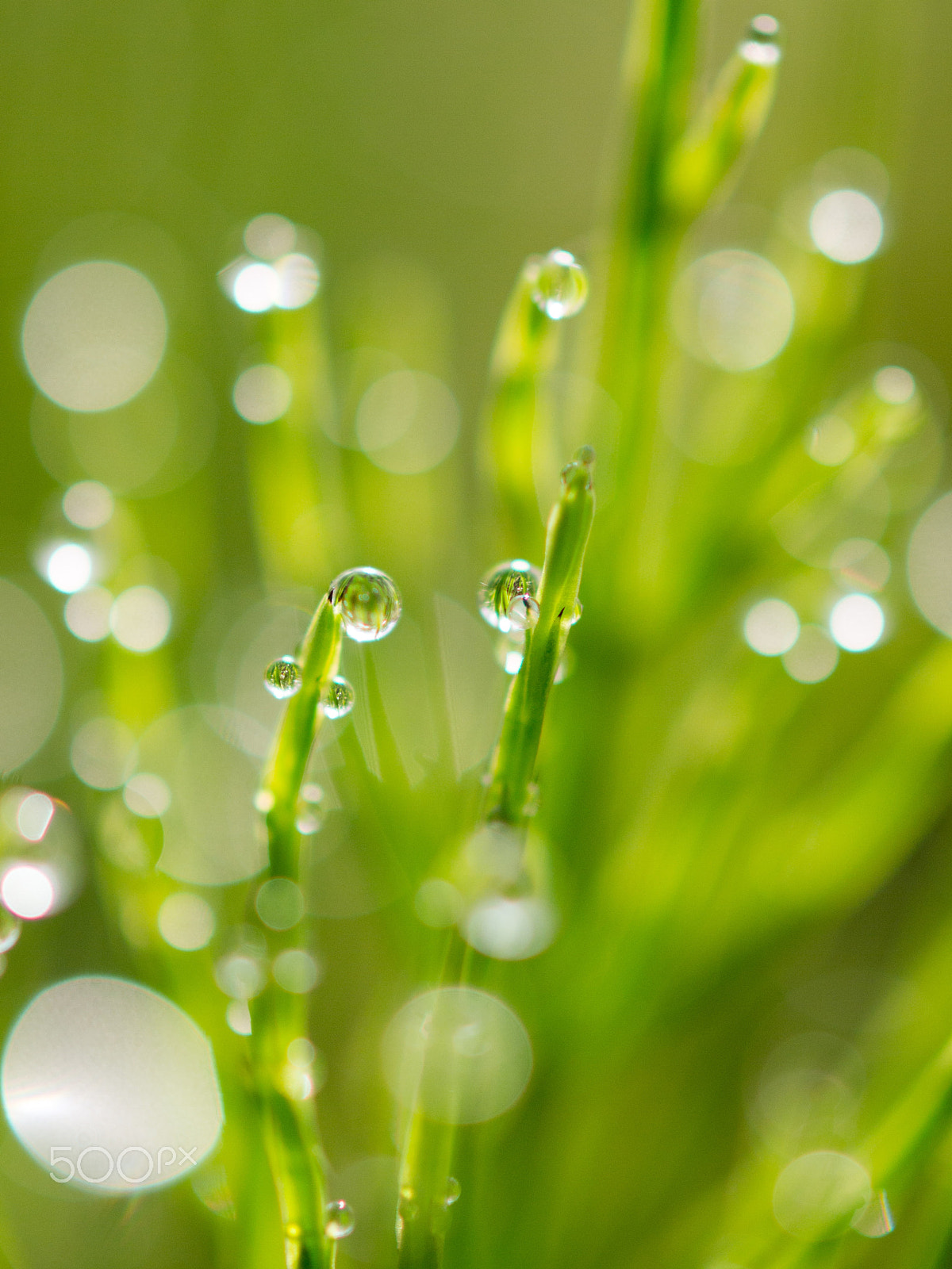 OLYMPUS 50mm Lens sample photo. Morning dew photography