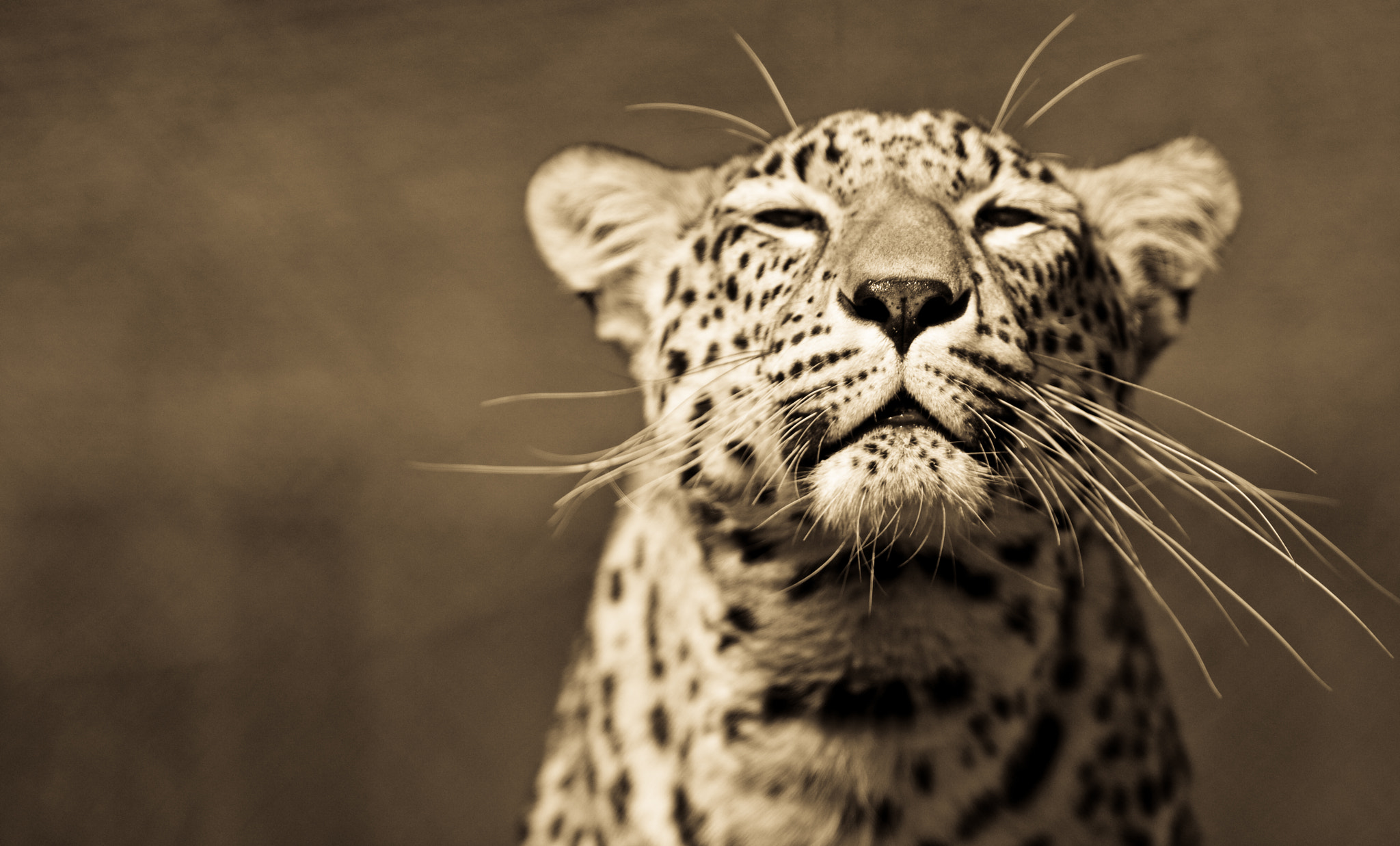 Canon EF 300mm F2.8L IS USM sample photo. Leopard photography