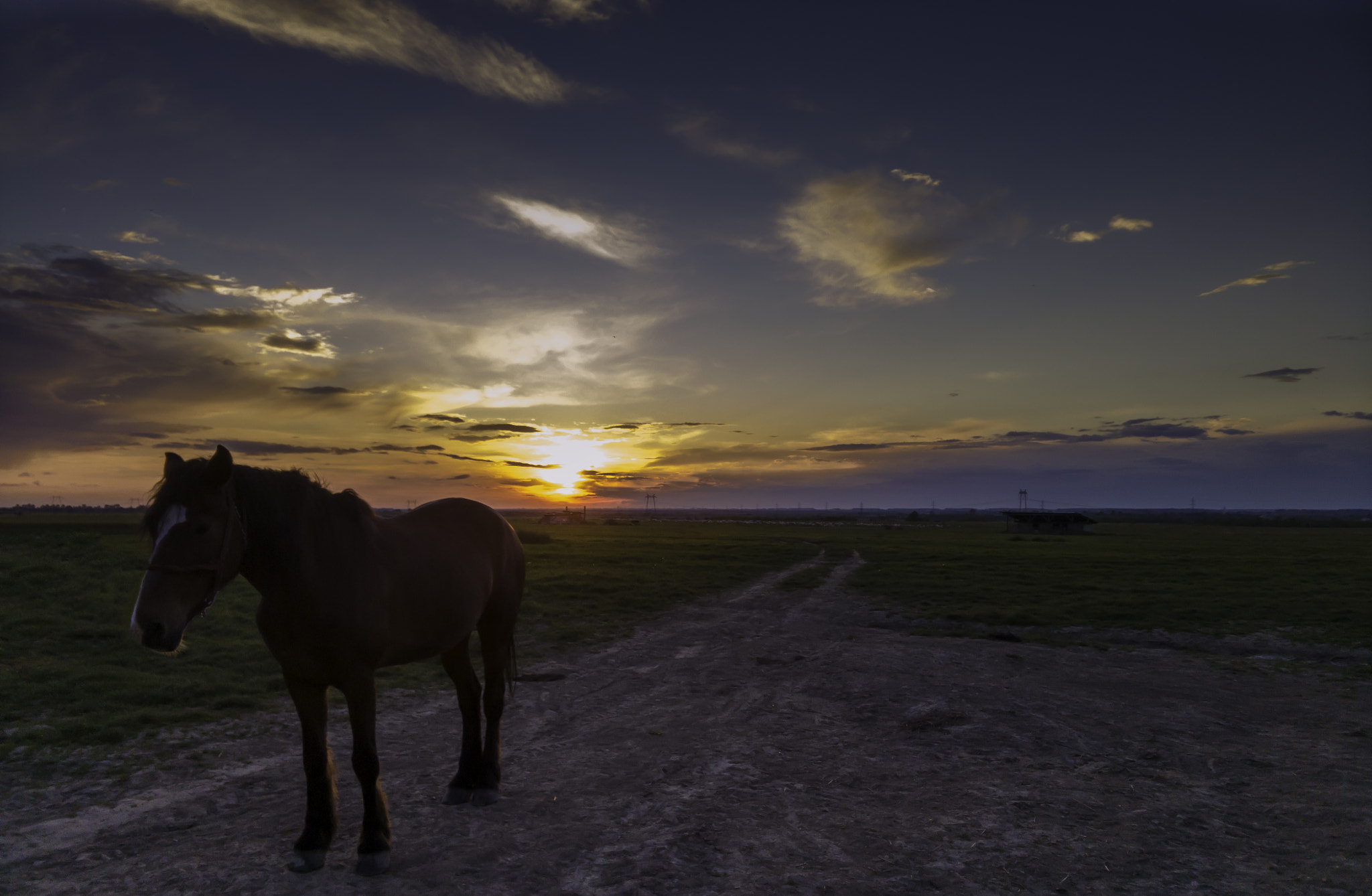 OnePlus One A0001 sample photo. The sunset horse. photography
