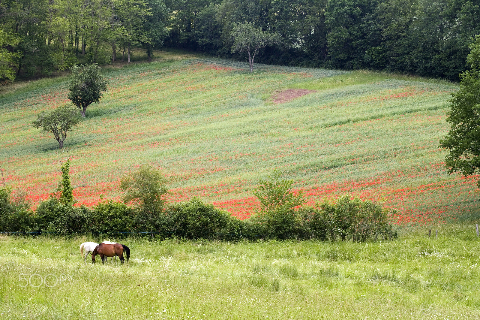 Canon EF 35-80mm F4.0-5.6 III sample photo. Prairie coquelicot dordogne photography