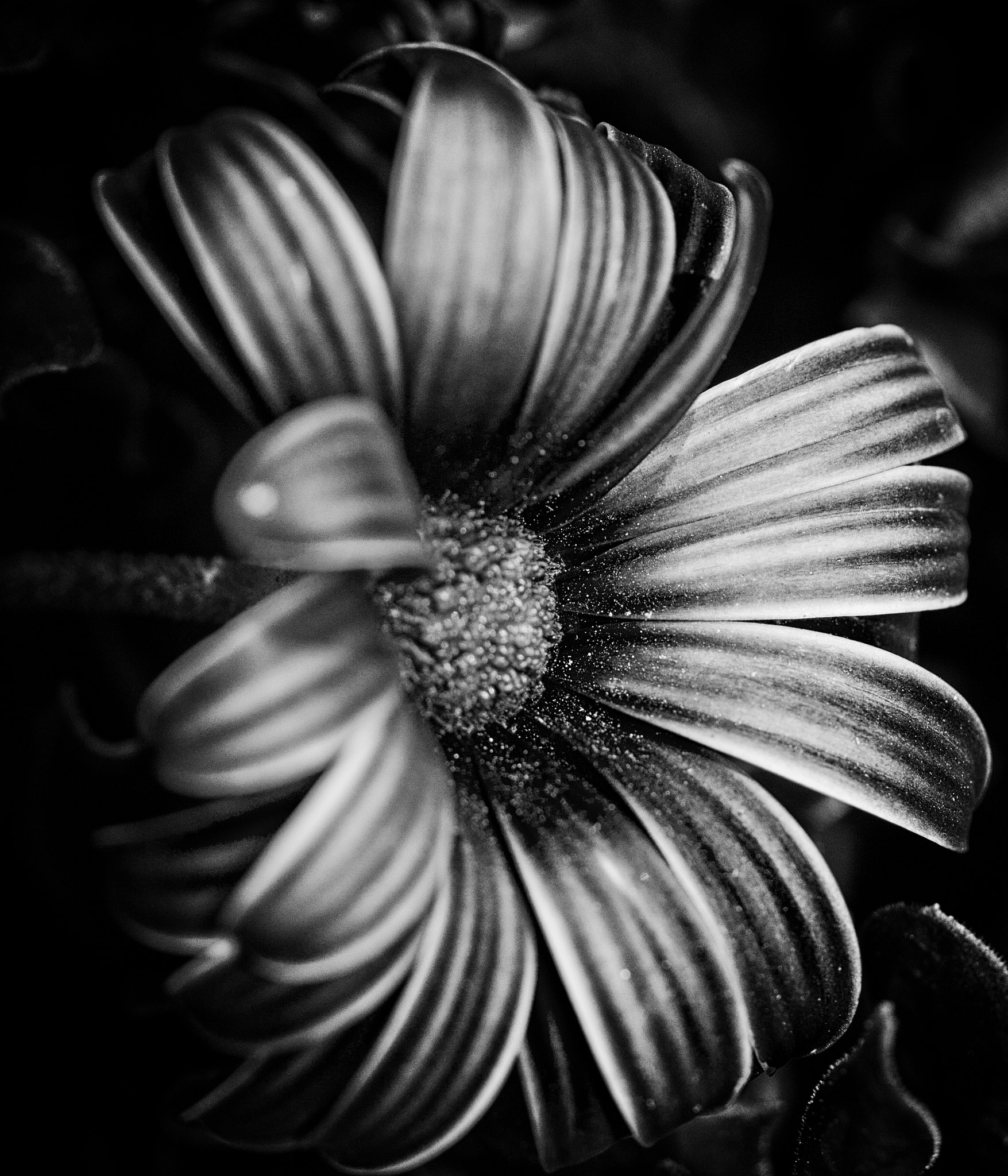 Canon EF 100mm F2.8 Macro USM sample photo. Without colors  photography