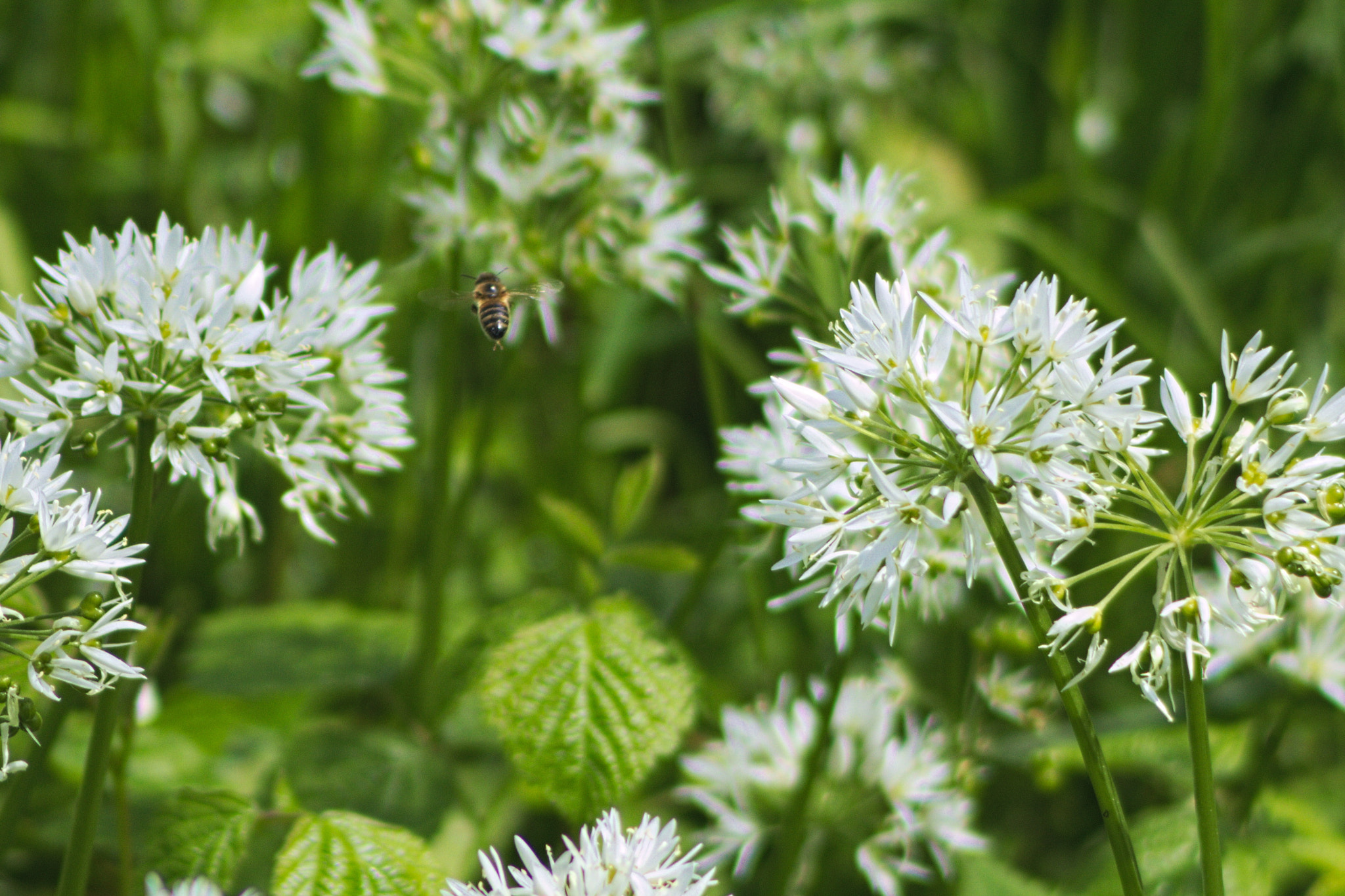 Canon EOS 760D (EOS Rebel T6s / EOS 8000D) + Canon EF 70-210mm f/3.5-4.5 USM sample photo. A bee and bear garlic (vercors) photography