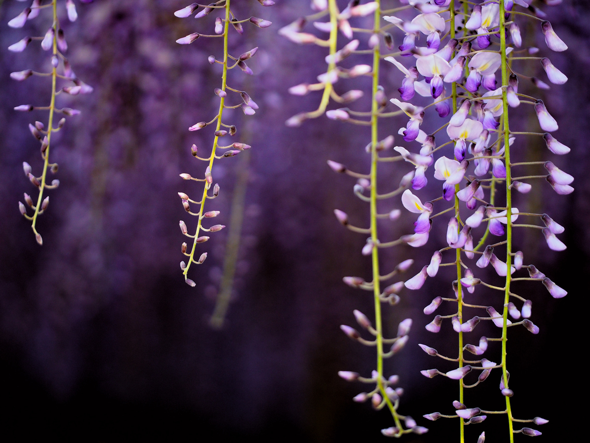 Olympus PEN E-PL5 sample photo. Wisteria(2 photography