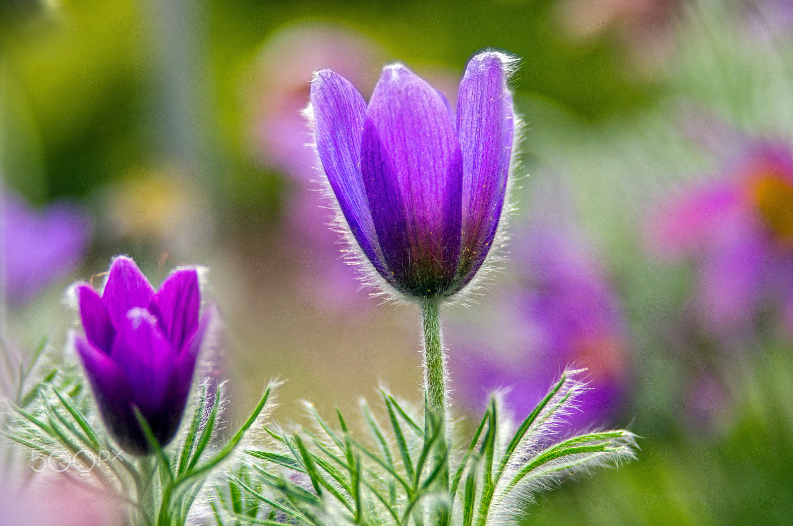 Minolta/Sony AF 24-105mm F3.5-4.5 (D) sample photo. Purple beauty photography