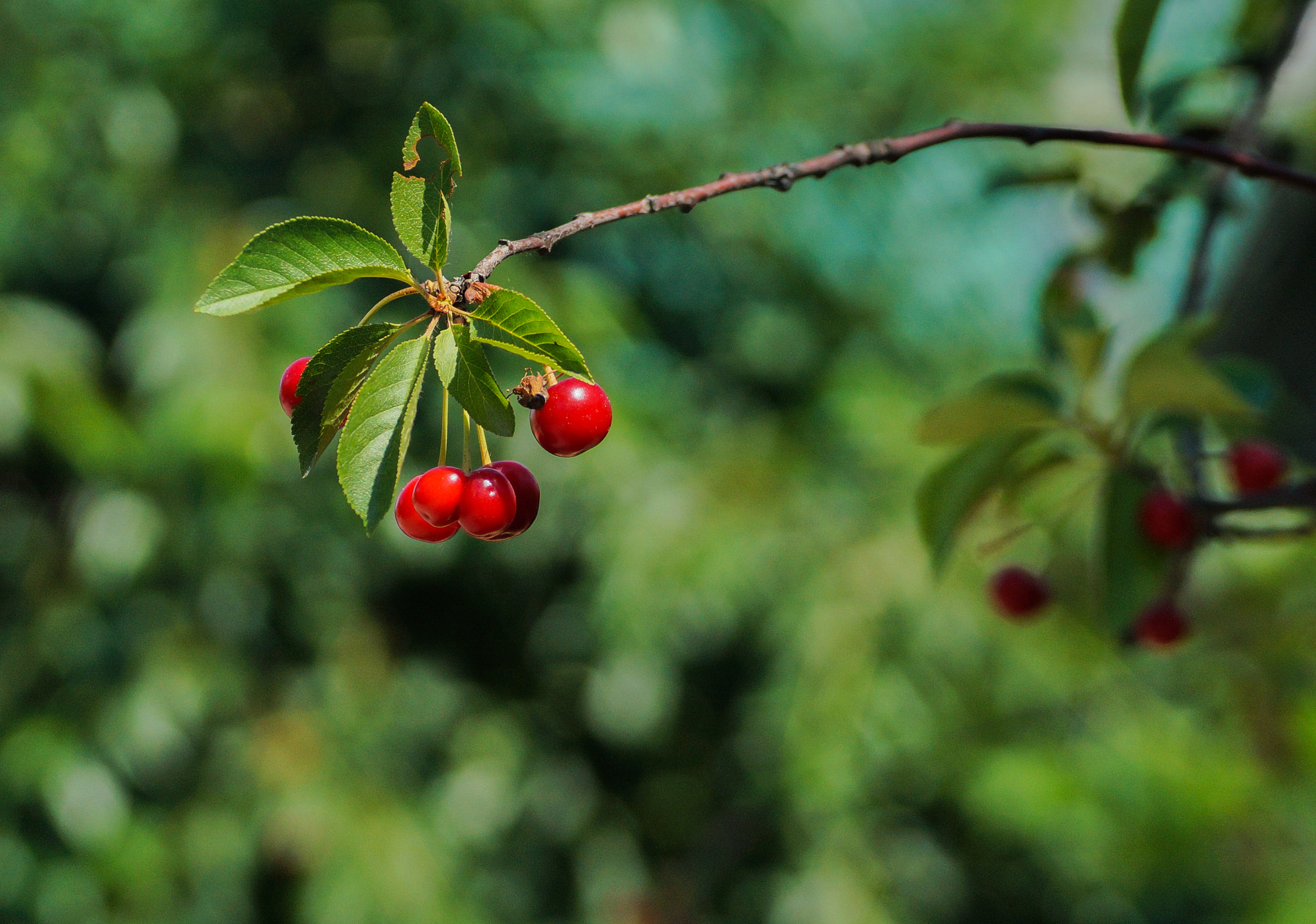 Sony SLT-A57 + Minolta AF 70-210mm F4 Macro sample photo. Cherry photography