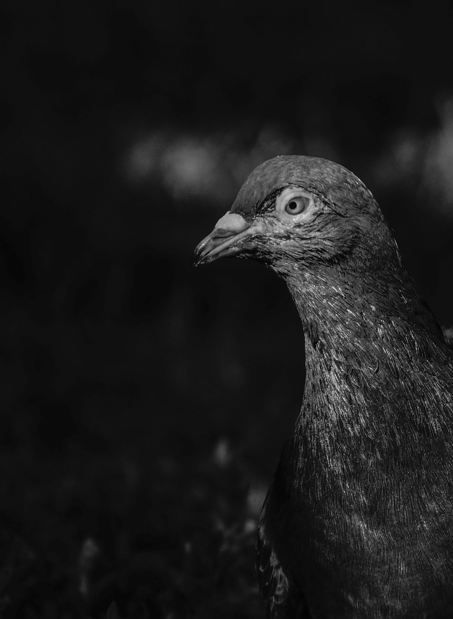 Sony SLT-A57 + Minolta AF 70-210mm F4 Macro sample photo. Pigeon photography