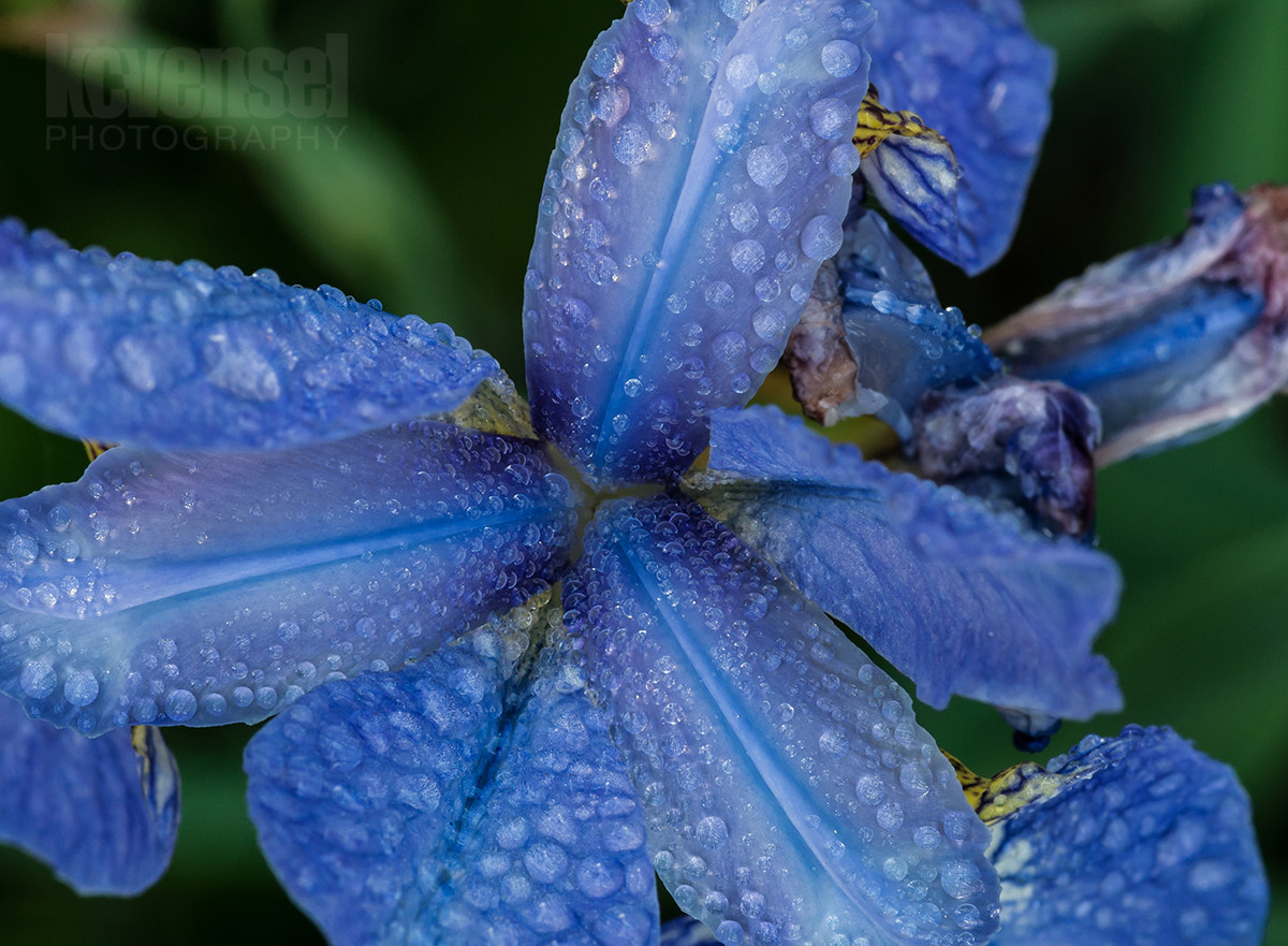 Pentax smc D-FA 100mm F2.8 Macro WR sample photo. Bleeding blue photography