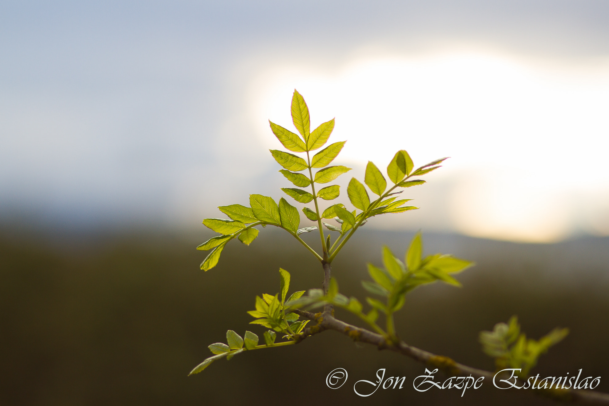 Canon EOS 7D + Sigma 105mm F2.8 EX DG Macro sample photo. Sping in the arga photography