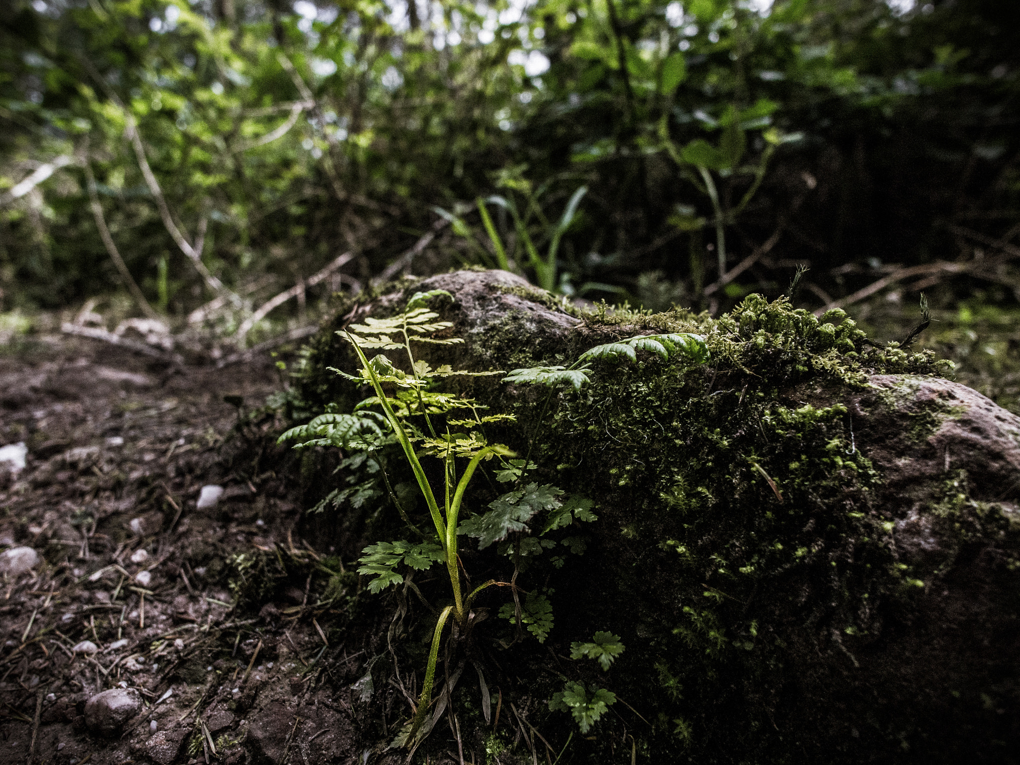 Panasonic Lumix DMC-G2 + OLYMPUS M.12mm F2.0 sample photo. A new hope photography