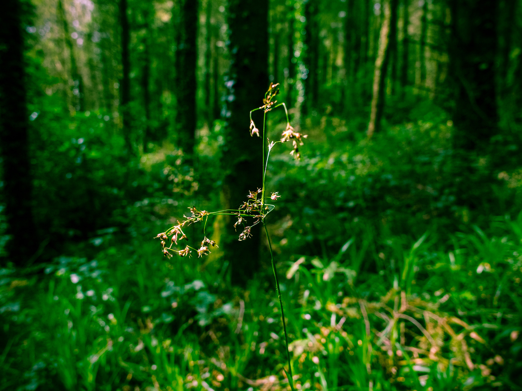 Panasonic Lumix DMC-G2 + OLYMPUS M.12mm F2.0 sample photo. Insect stick photography