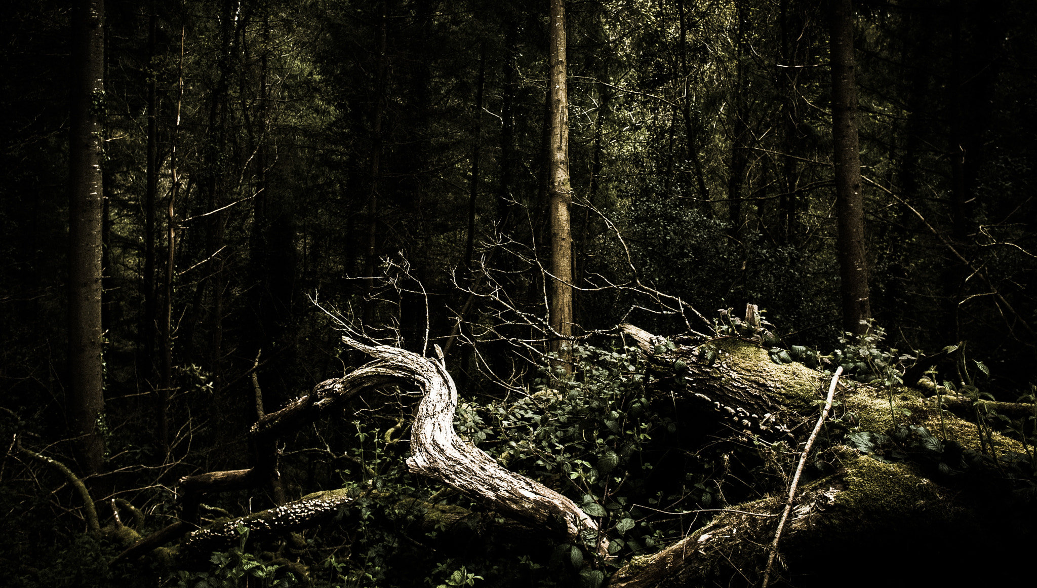 Panasonic Lumix DMC-G2 + OLYMPUS M.12mm F2.0 sample photo. Dying witch photography