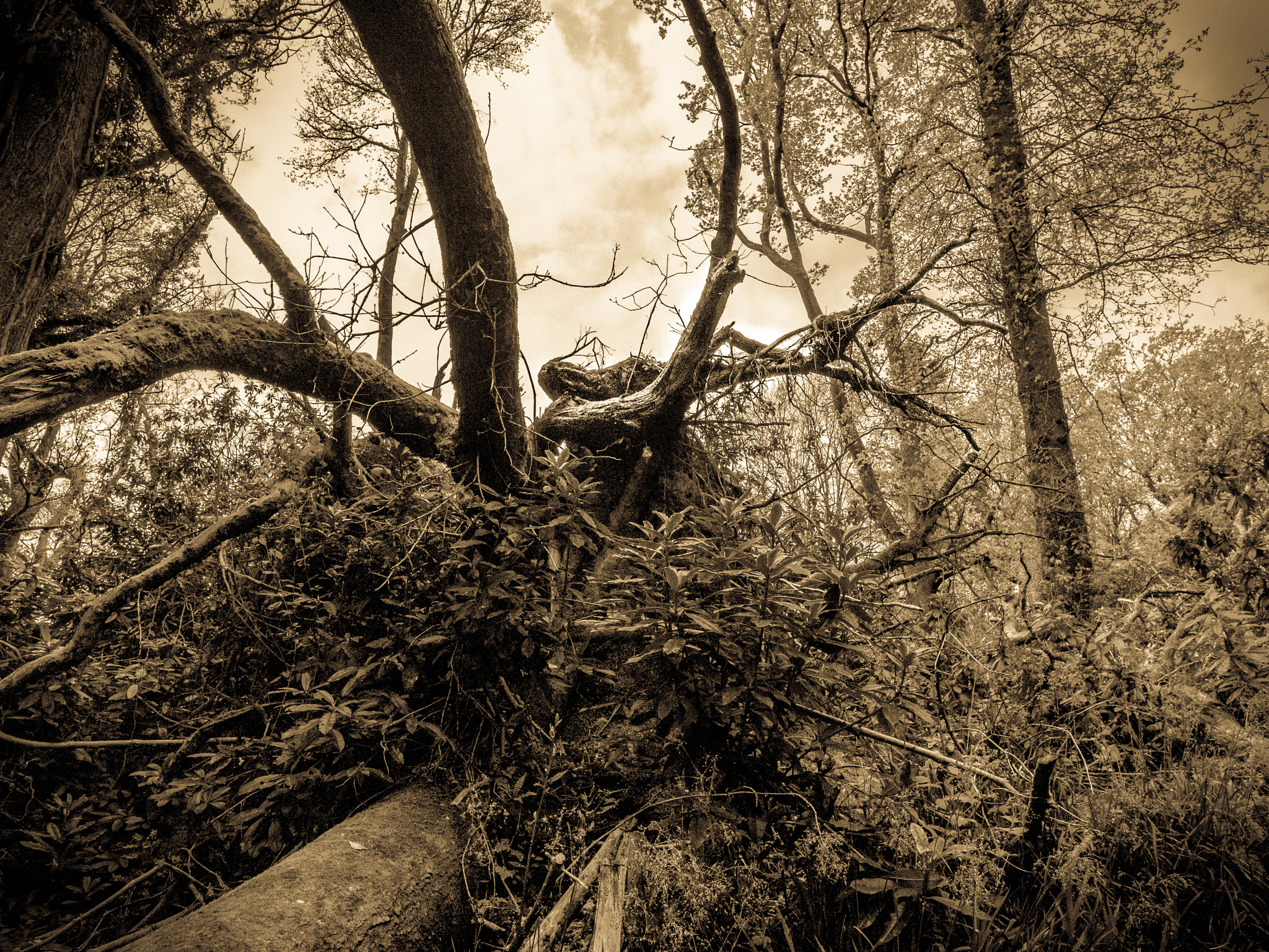 Panasonic Lumix DMC-G2 + OLYMPUS M.12mm F2.0 sample photo. Snake on a tree photography