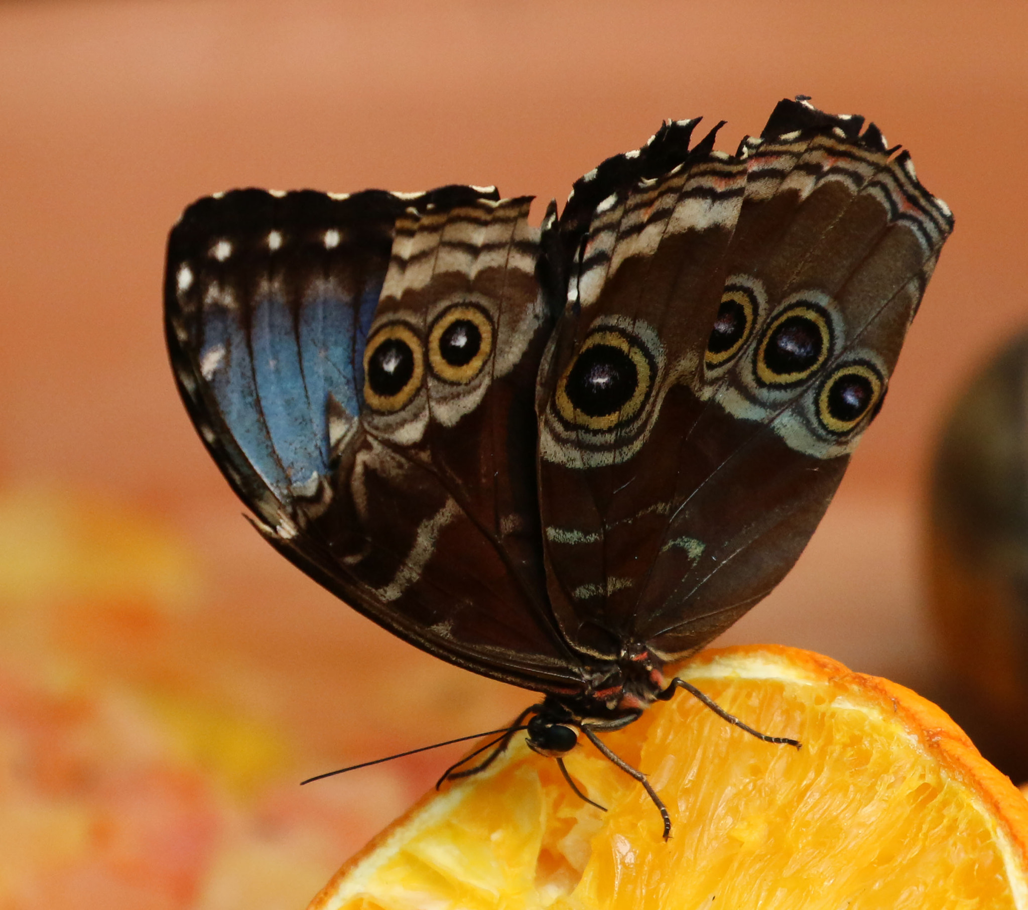 Canon EF 100-400mm F4.5-5.6L IS II USM sample photo. Butterfly on orange blijdorp photography
