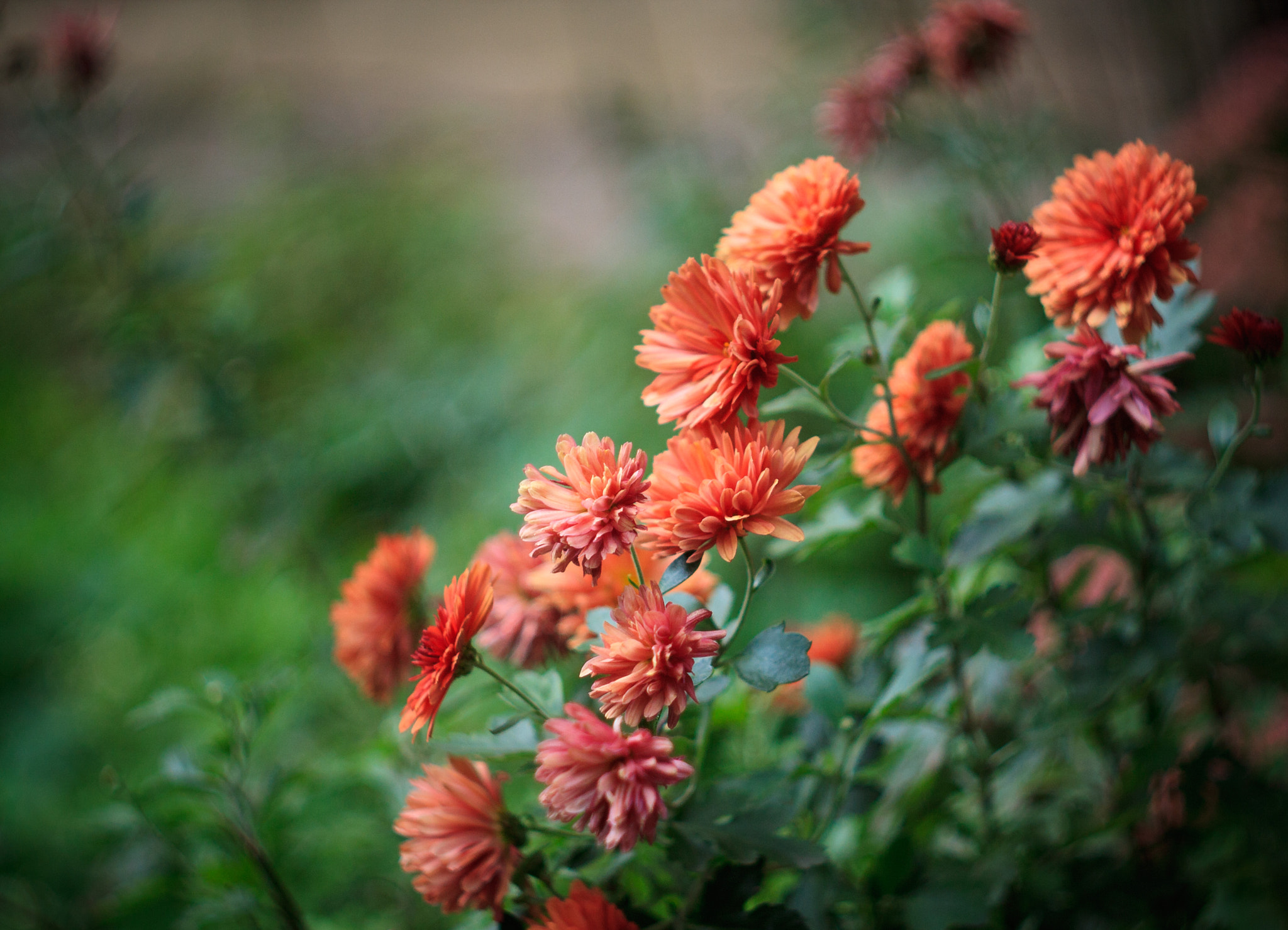 Canon EF 35-80mm f/4-5.6 sample photo
